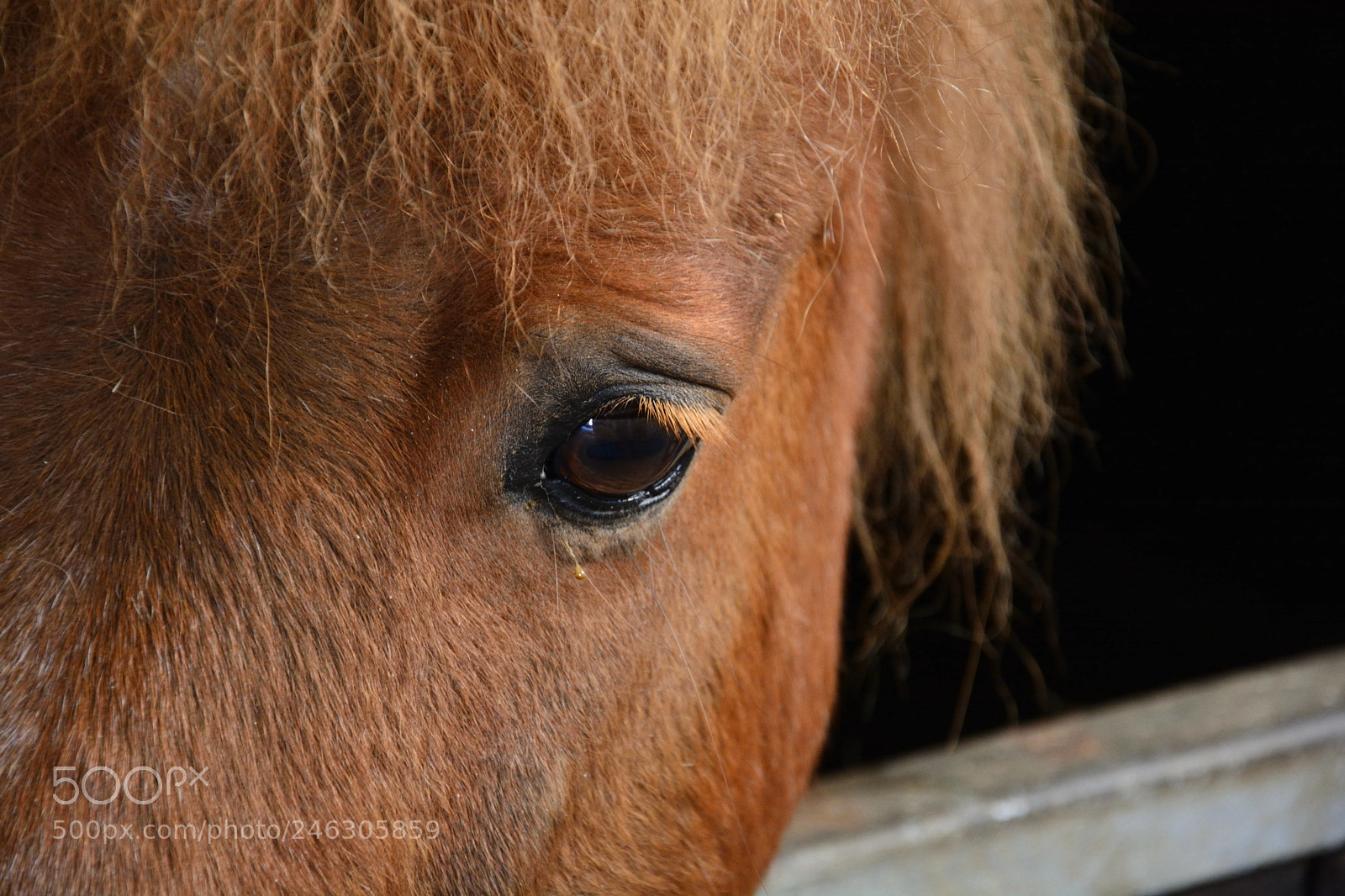Nikon D5200 sample photo. Browny dsc photography