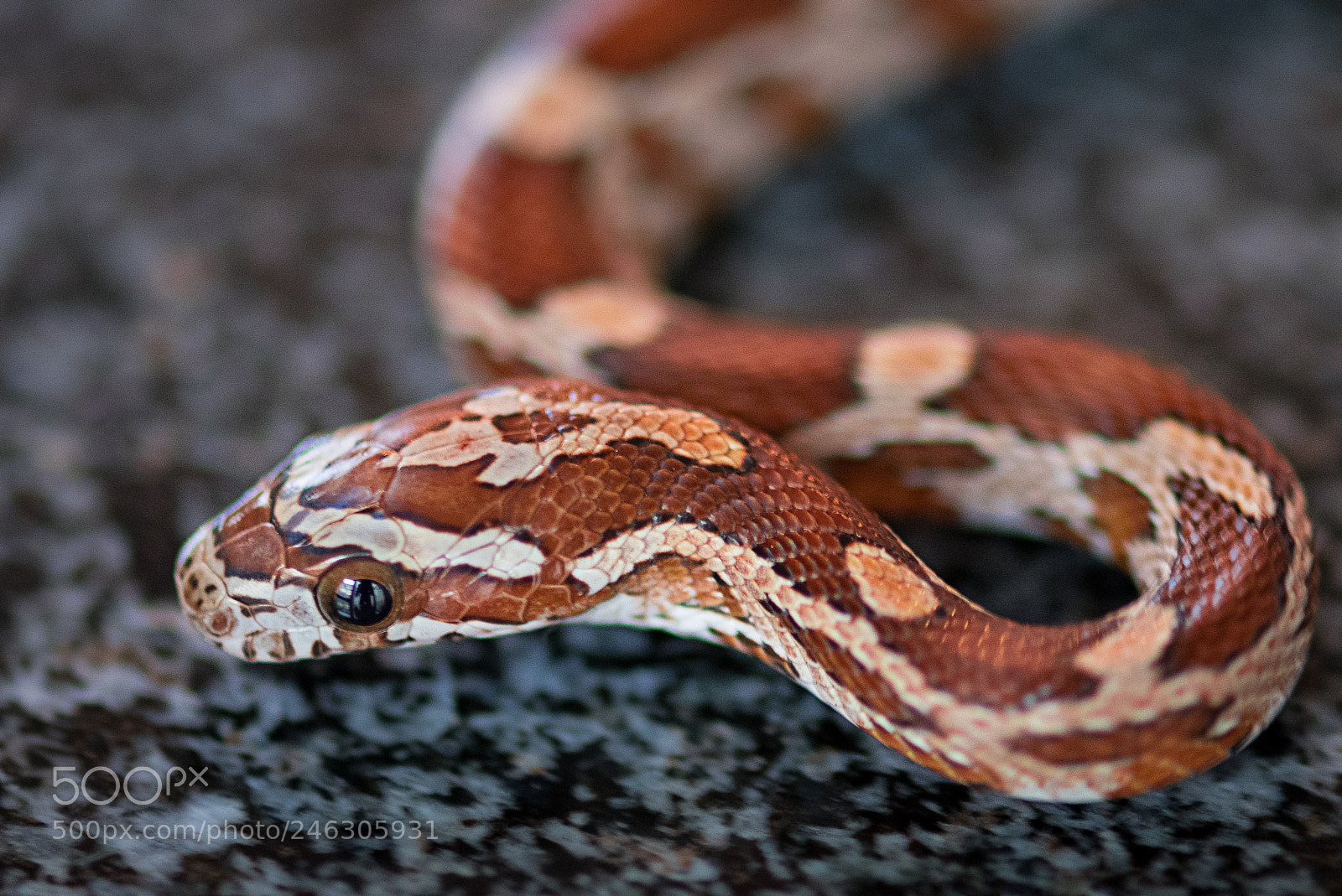 Nikon D500 sample photo. Corn snake photography
