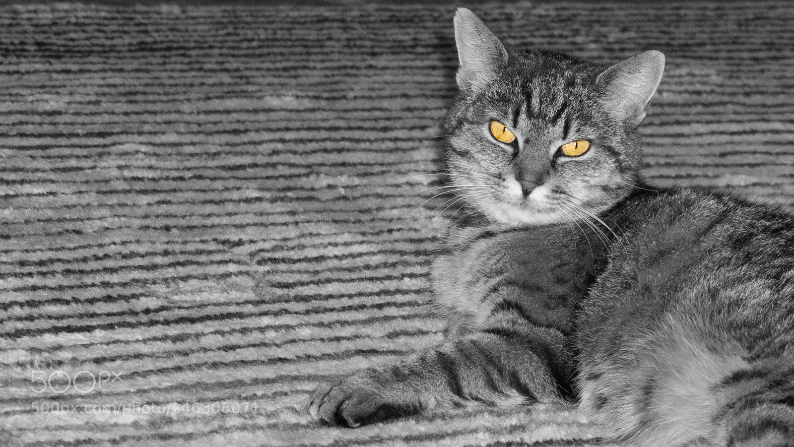 Sony a6000 sample photo. Cat bw photography