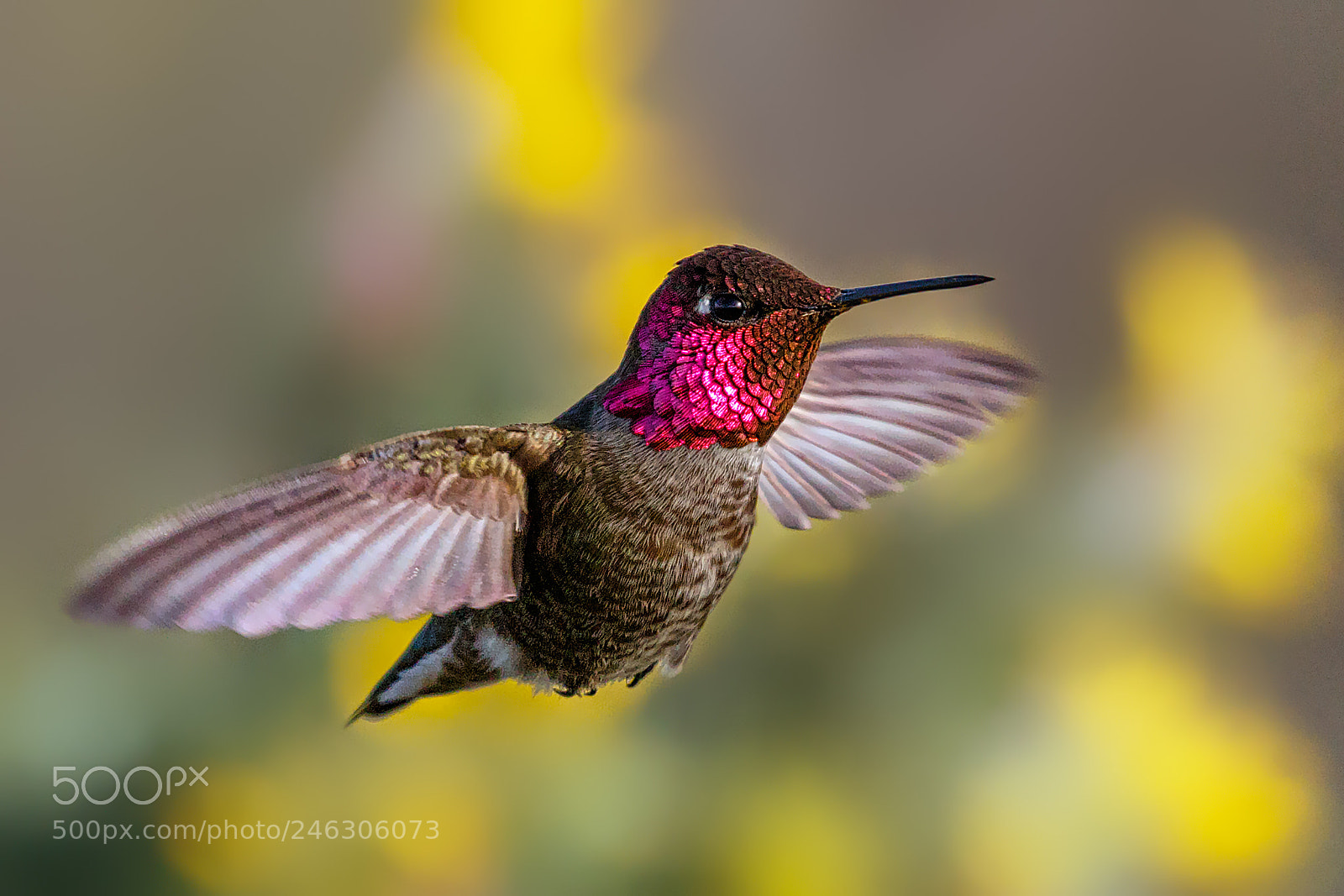 Canon EOS 7D Mark II sample photo. Purple troat's frozen hover photography