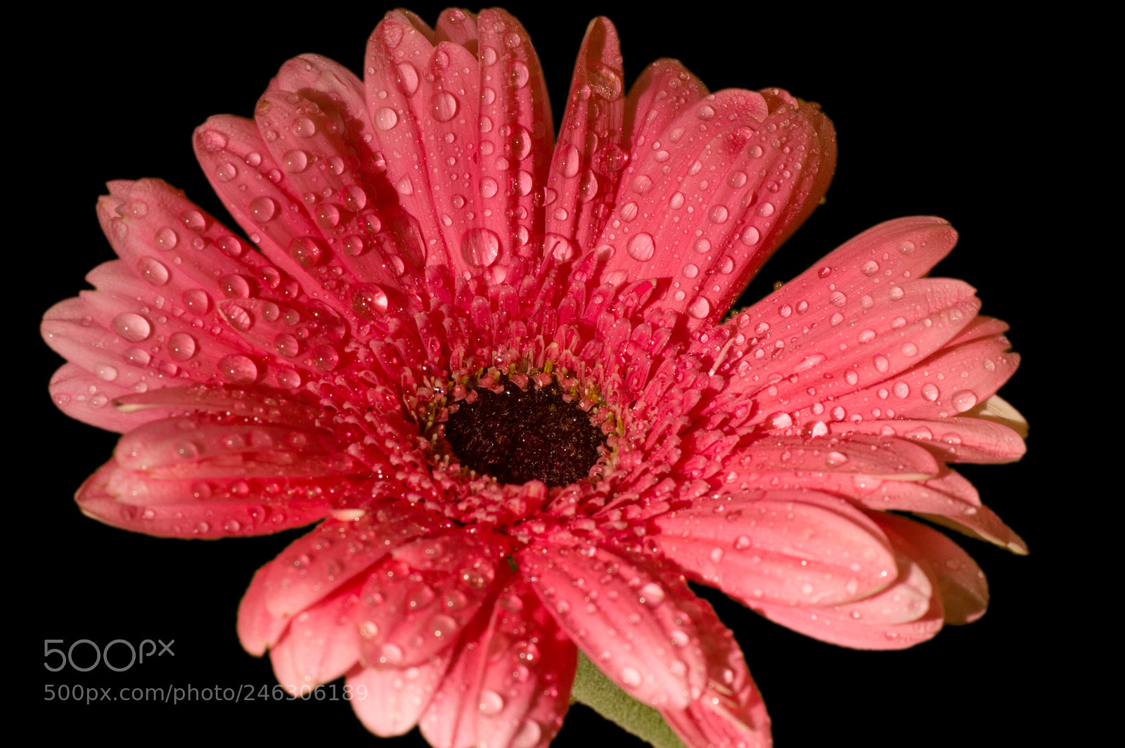 Nikon D3200 sample photo. Pink photography
