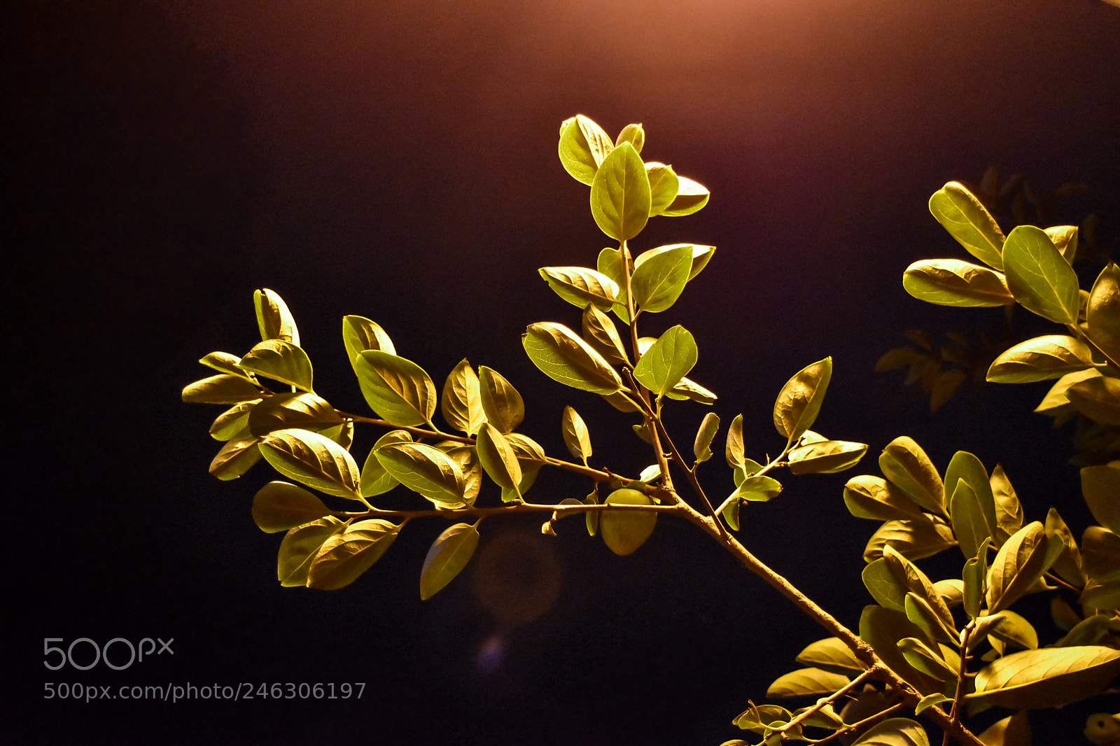 Nikon D5500 sample photo. Leaves photography