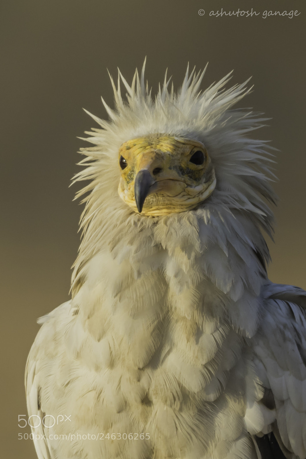Canon EOS 7D Mark II sample photo. Egyptian vulture photography
