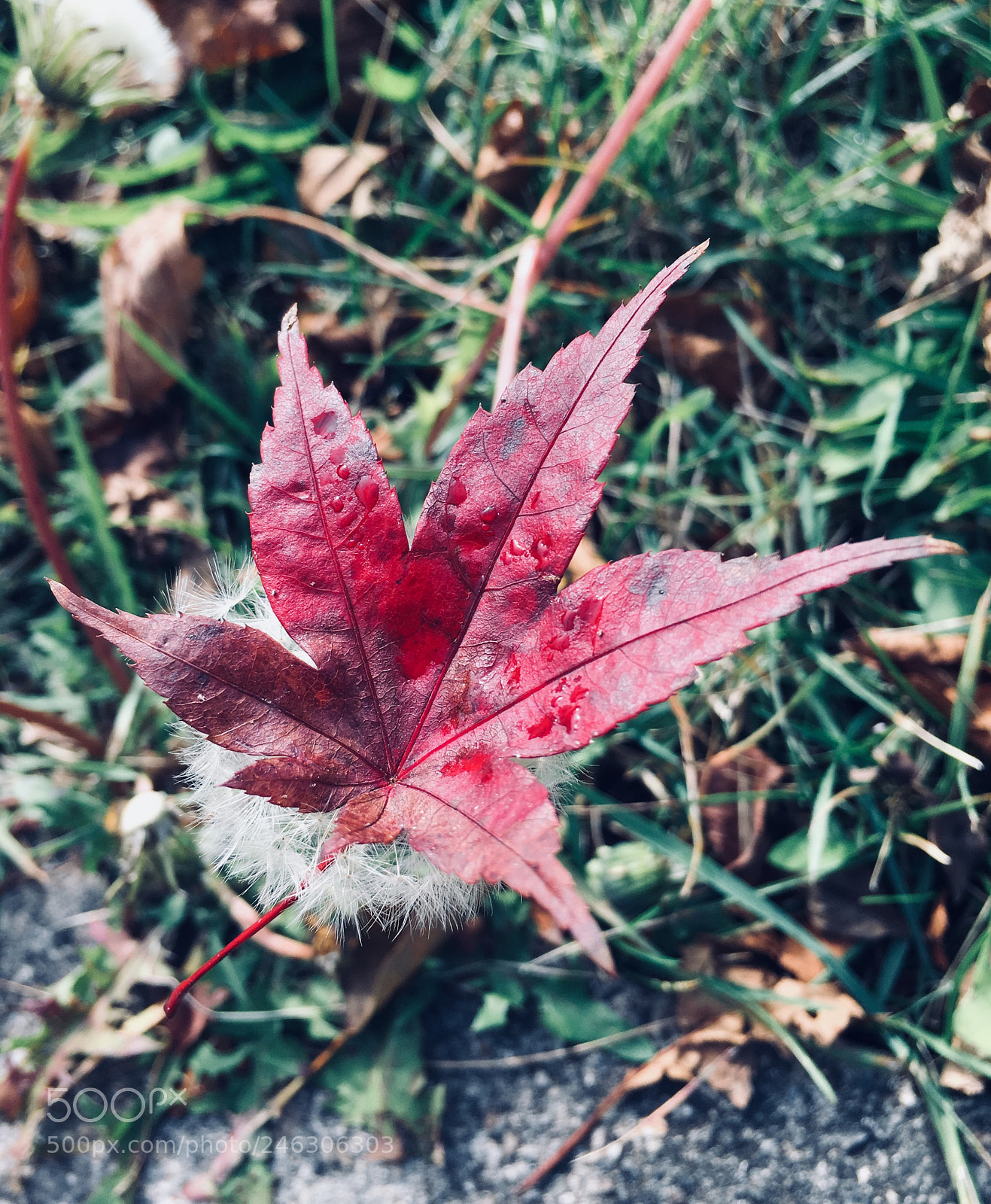 Apple iPhone 6s Plus sample photo. Untitled photography