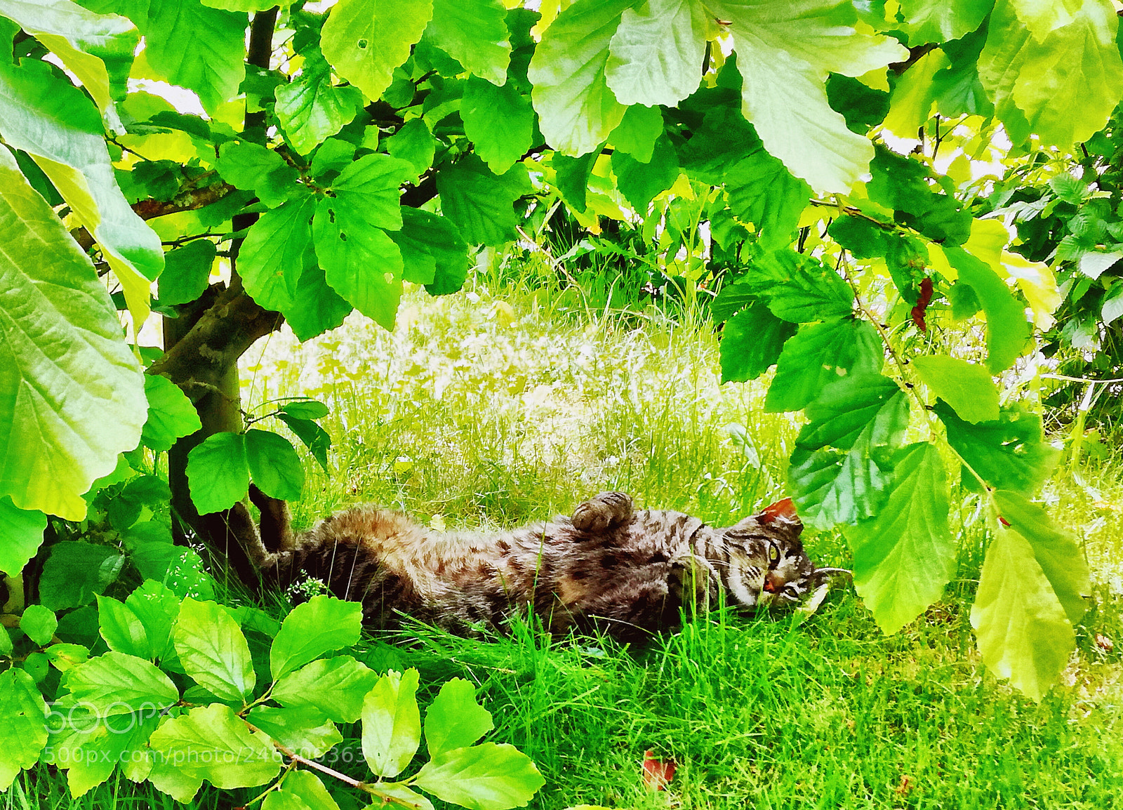 HUAWEI P9 LITE sample photo. #cat photography