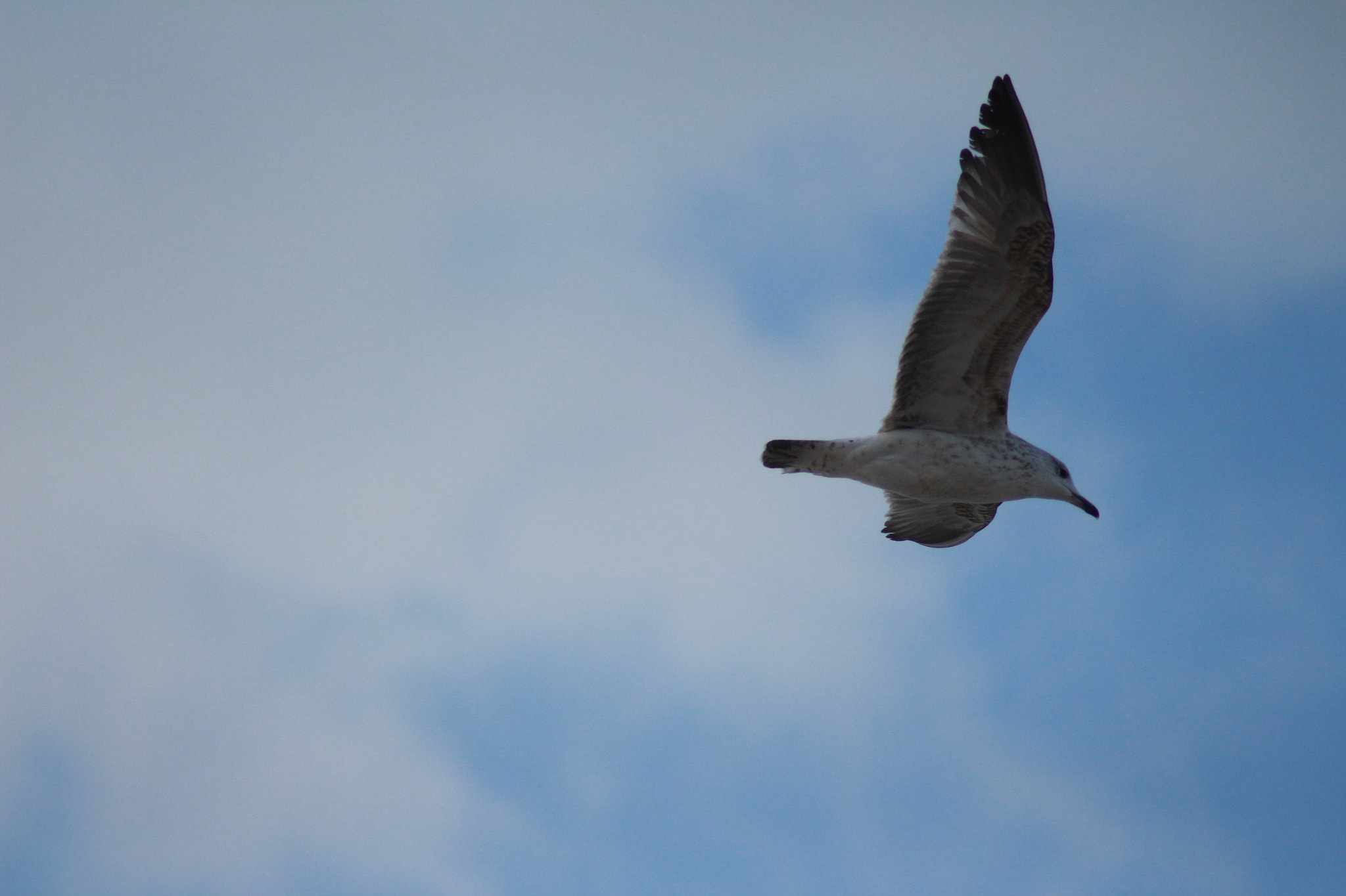Canon EOS 700D (EOS Rebel T5i / EOS Kiss X7i) sample photo. Flight photography