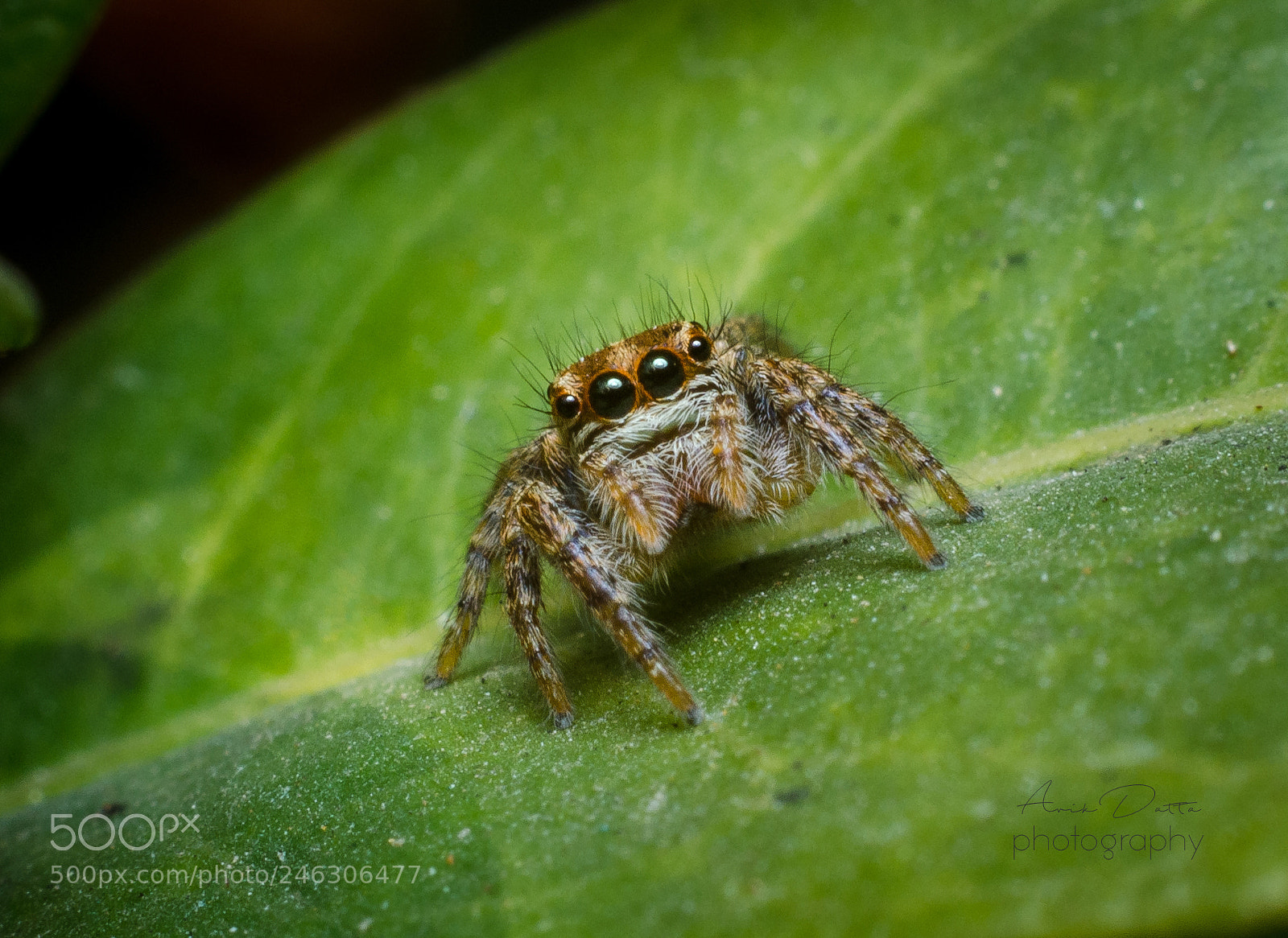 Nikon D5100 sample photo. Do i look curious? photography