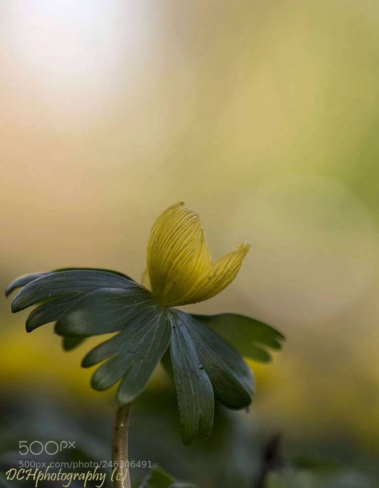 Canon EOS 650D (EOS Rebel T4i / EOS Kiss X6i) sample photo. Winter aconite photography