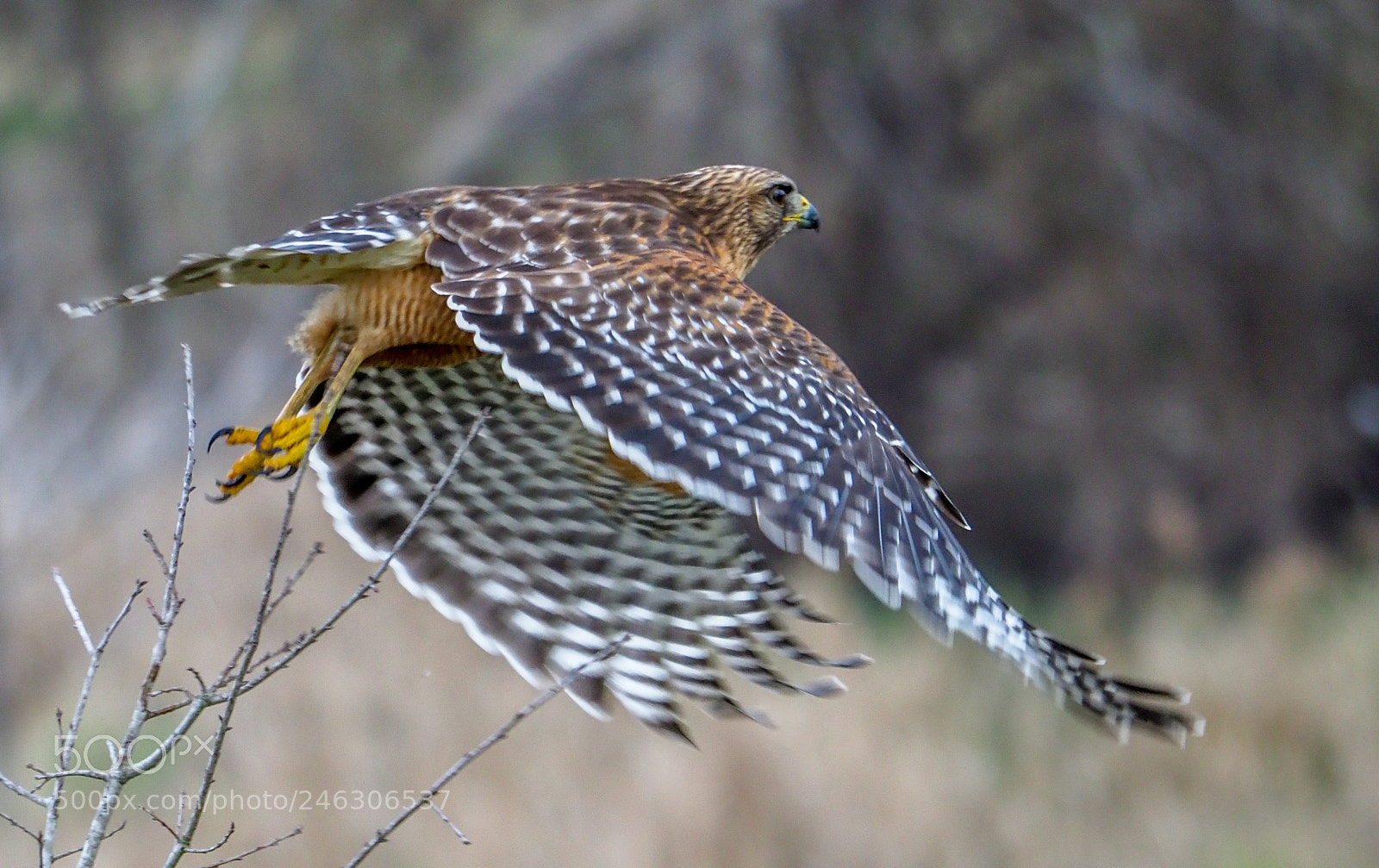 Olympus OM-D E-M1 Mark II sample photo. Hawk in flight photography