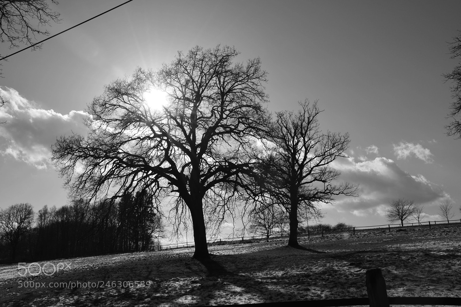 Nikon D5200 sample photo. Tree dsc photography