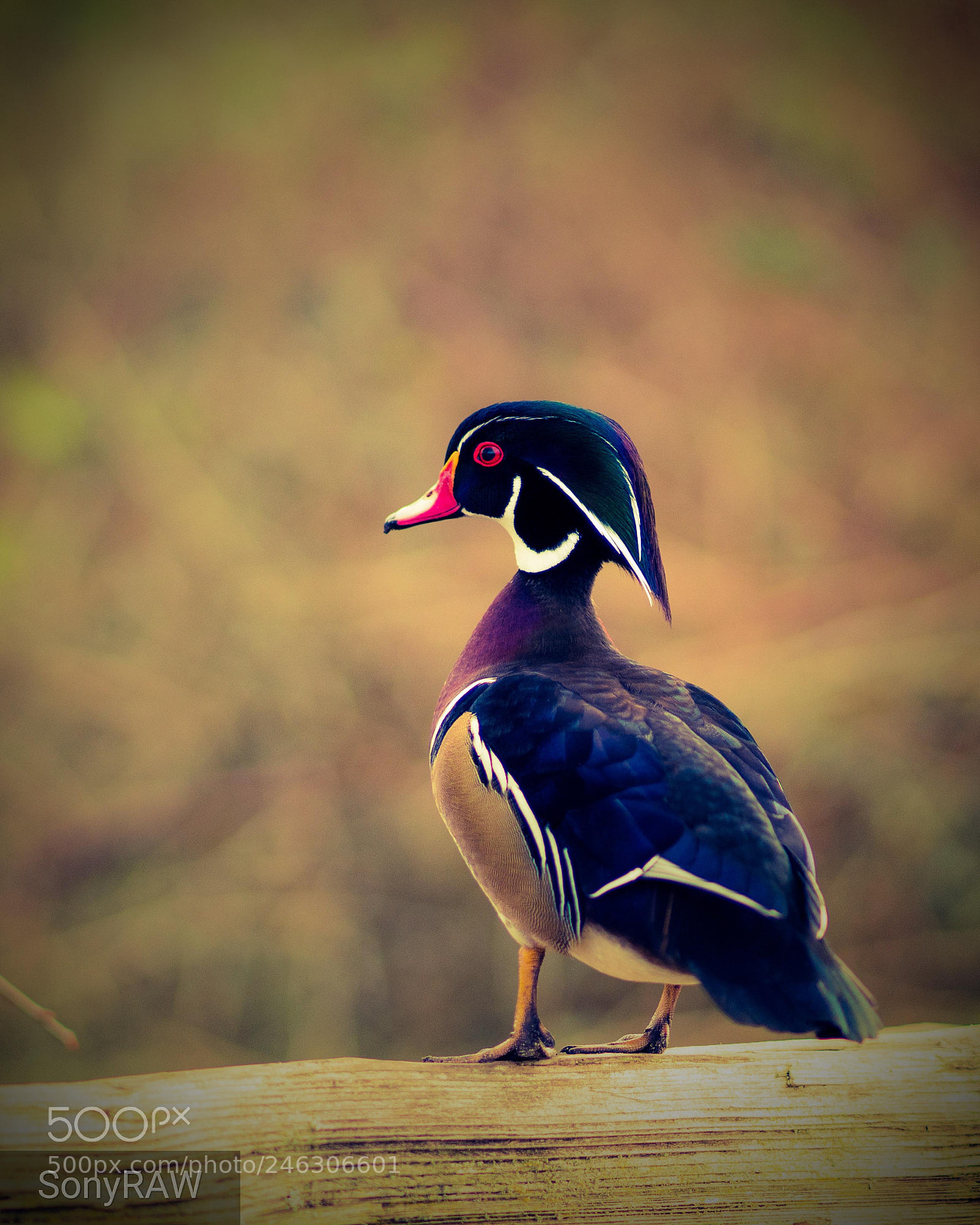 Sony a6500 sample photo. Wood duck photography