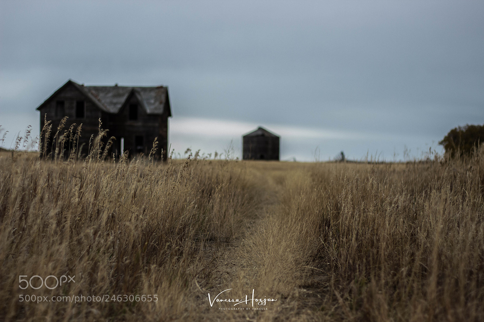 Canon EOS 700D (EOS Rebel T5i / EOS Kiss X7i) sample photo. Saskatchewan oct 2017 photography