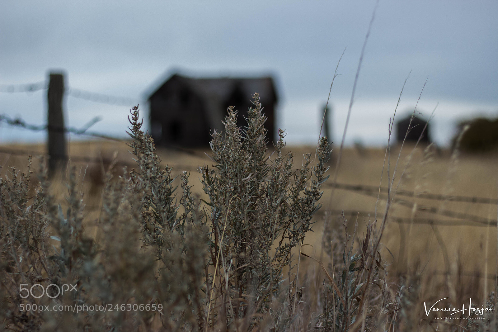 Canon EOS 700D (EOS Rebel T5i / EOS Kiss X7i) sample photo. Saskatchewan oct 2017 photography
