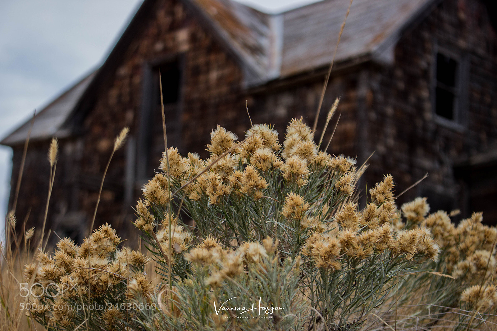 Canon EOS 700D (EOS Rebel T5i / EOS Kiss X7i) sample photo. Saskatchewan oct 2017 photography