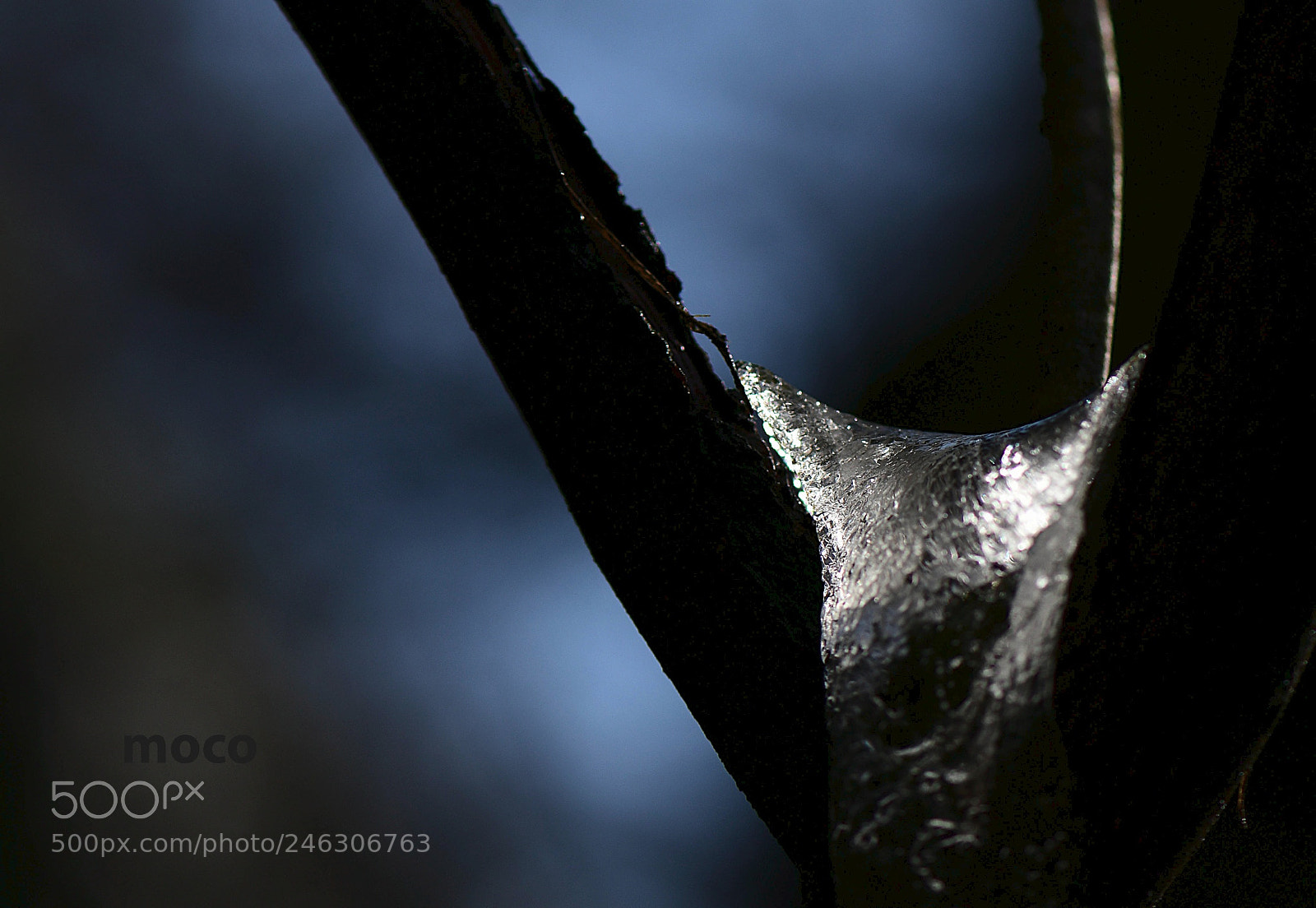 Nikon D500 sample photo. Icecat photography