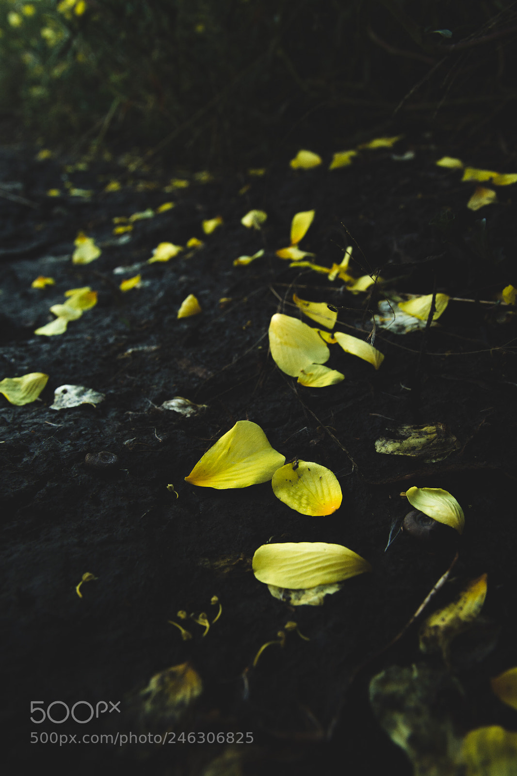 Nikon D7100 sample photo. Camino photography