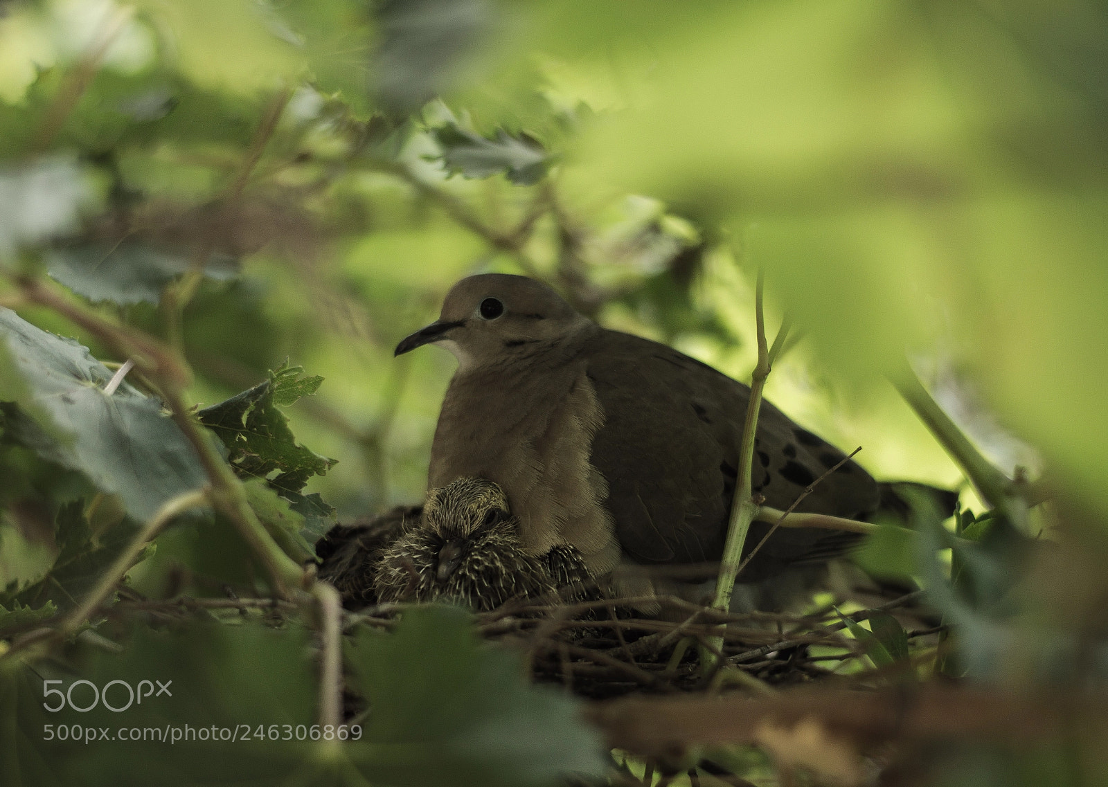 Nikon D3200 sample photo. Nesting beside the summer photography