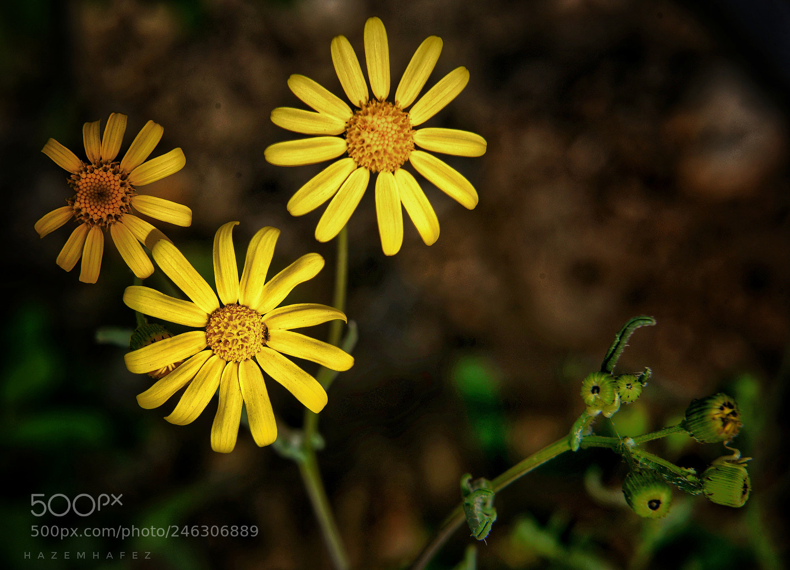 Nikon D610 sample photo. Three little stars photography