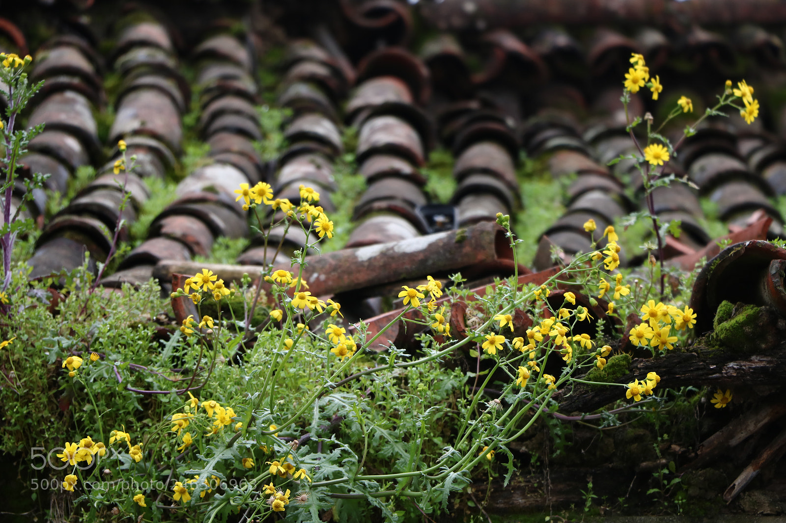 Canon EOS 750D (EOS Rebel T6i / EOS Kiss X8i) sample photo. :)flowers photography