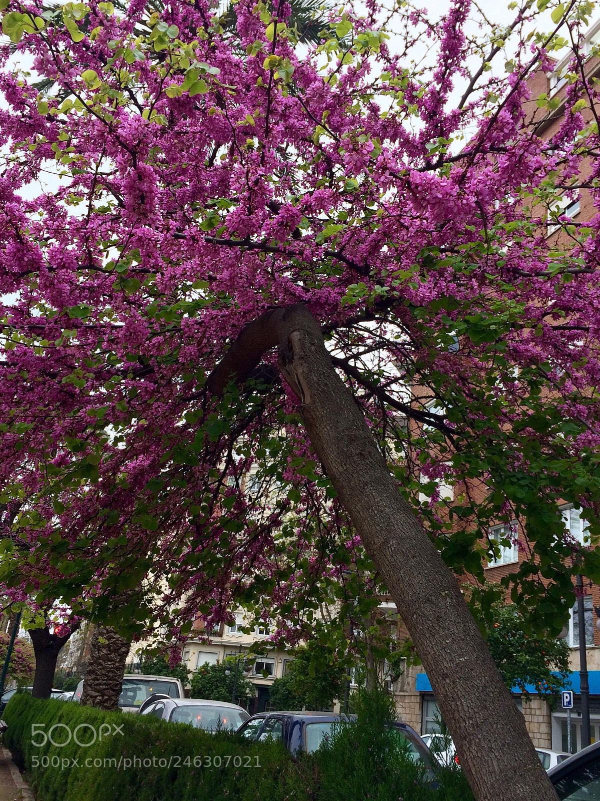 Apple iPhone 5s sample photo. Untitled photography