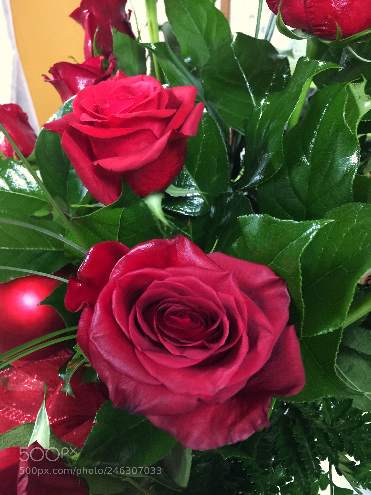 Apple iPhone 6 Plus sample photo. Today’s flower ? photography