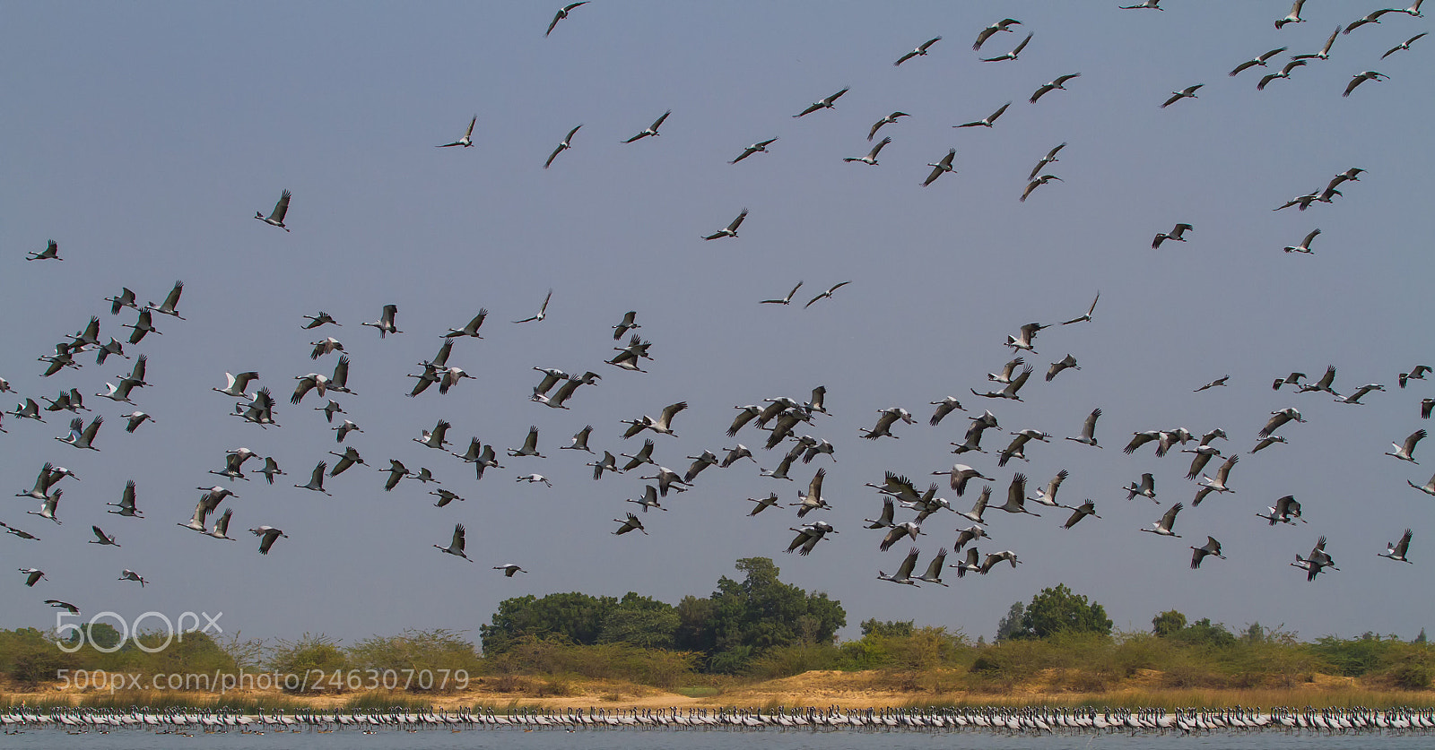 Canon EOS 7D sample photo. Demoiselle cranes photography