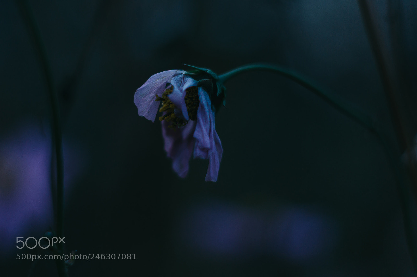 Canon EOS 650D (EOS Rebel T4i / EOS Kiss X6i) sample photo. Blue flower photography