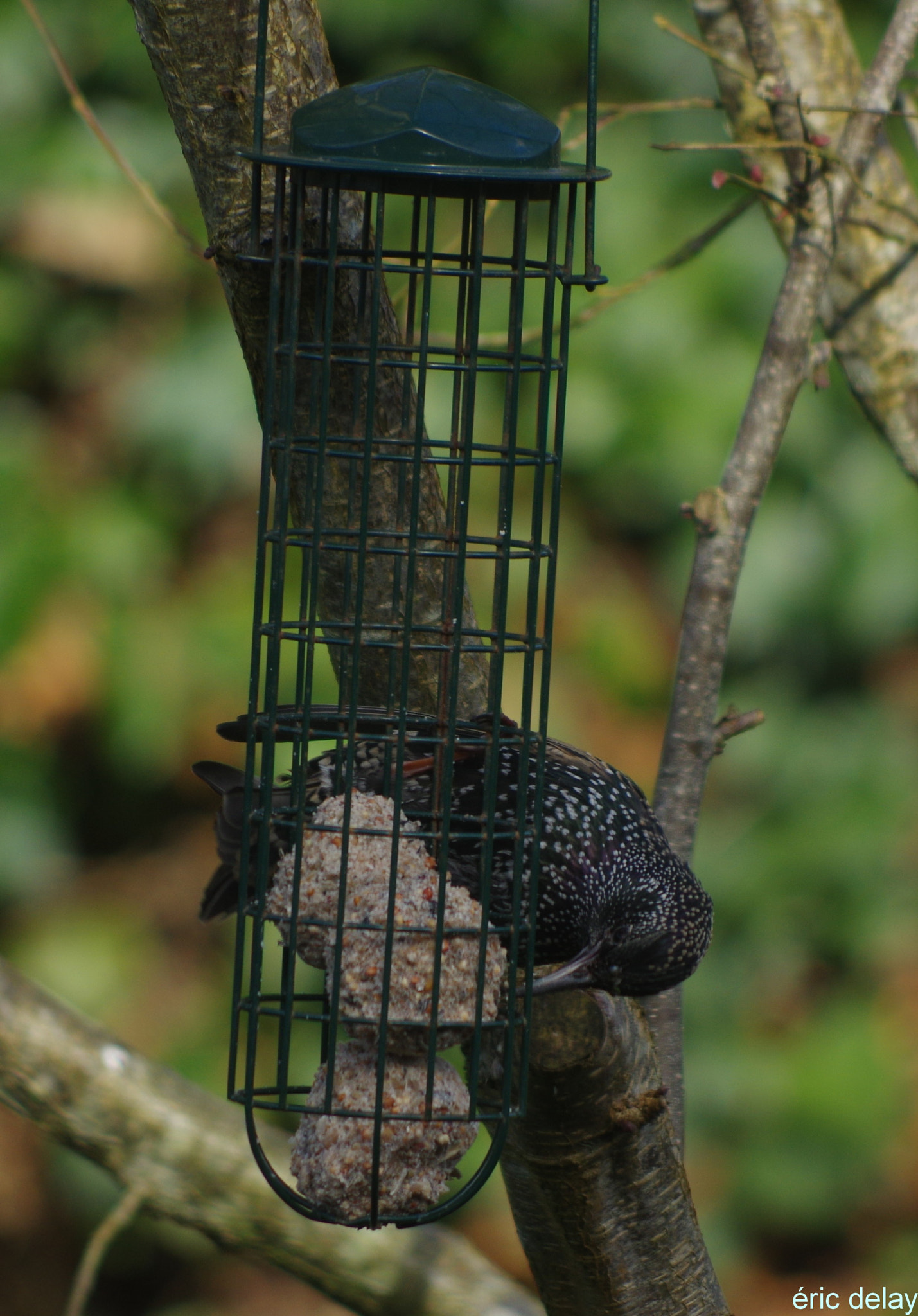 Pentax K-3 + Pentax smc DA 55-300mm F4.0-5.8 ED sample photo. Oiseau photography