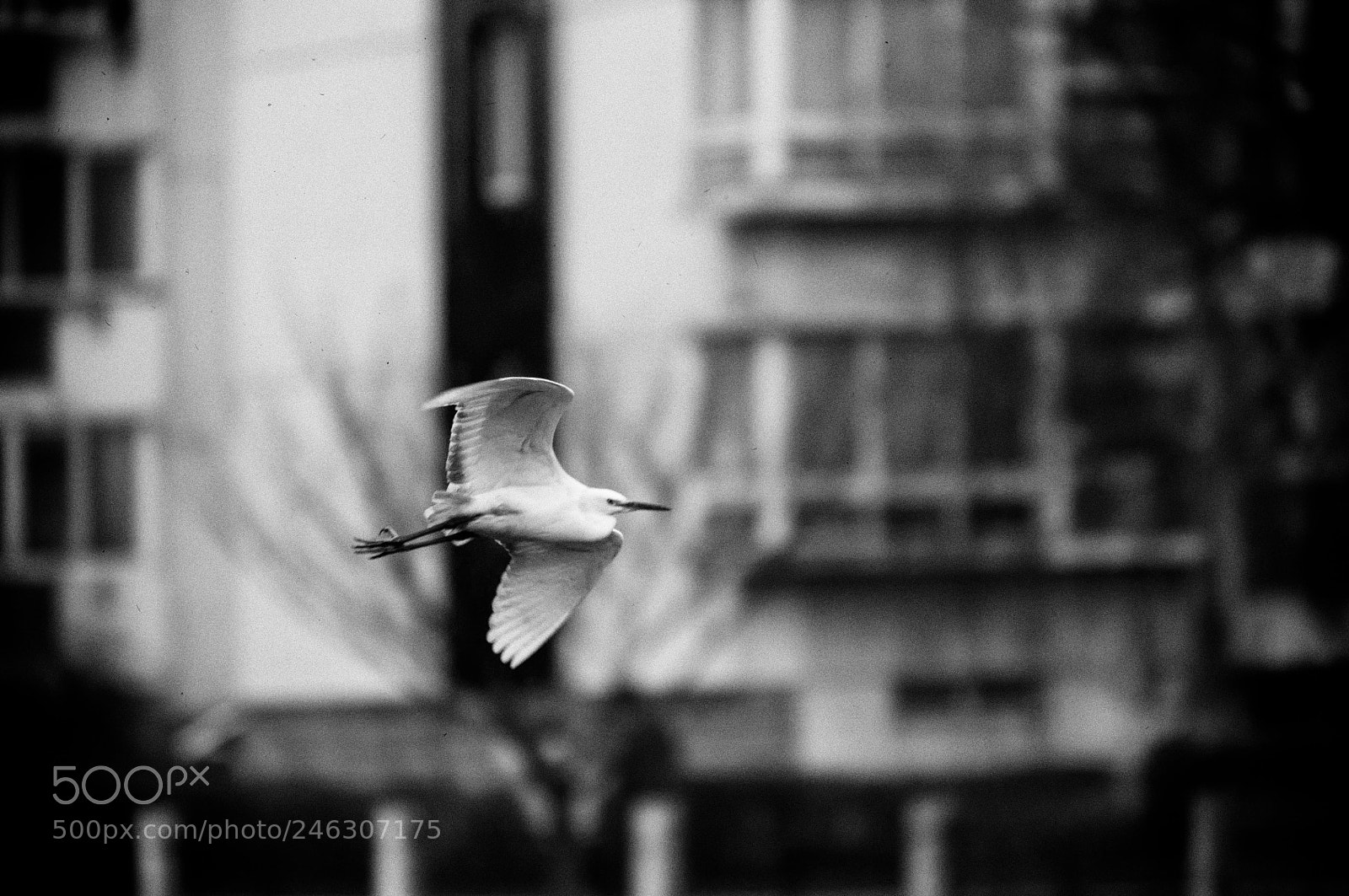 Nikon D300S sample photo. Little egret photography