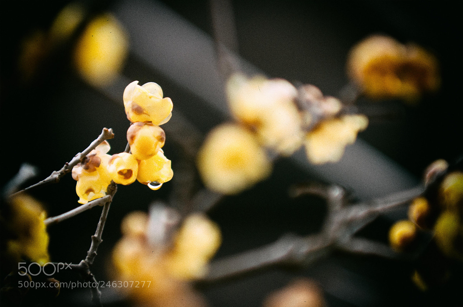Nikon D300S sample photo. Yellow plum photography