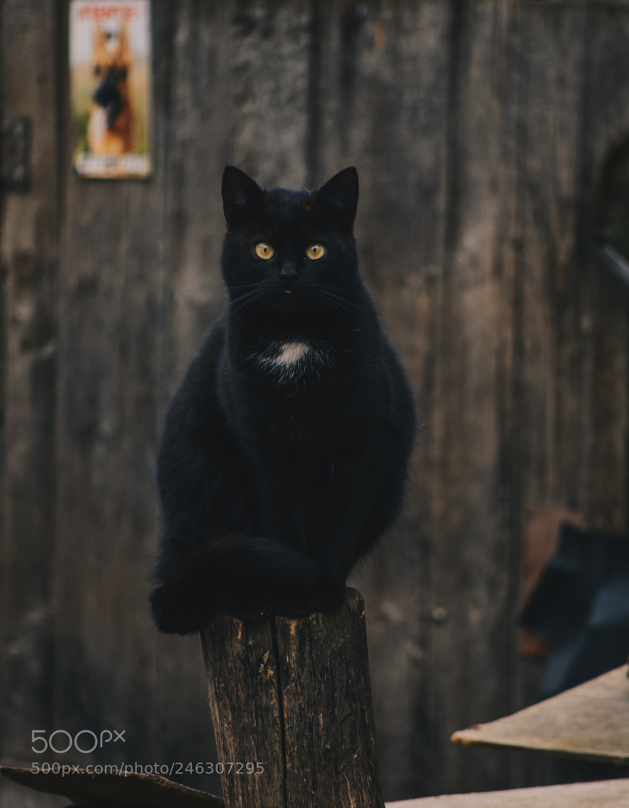 Nikon D7100 sample photo. Cat photography