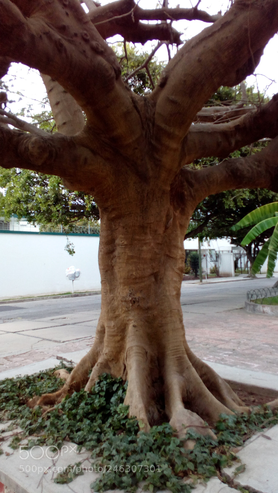 HUAWEI Y5II sample photo. Natural photography