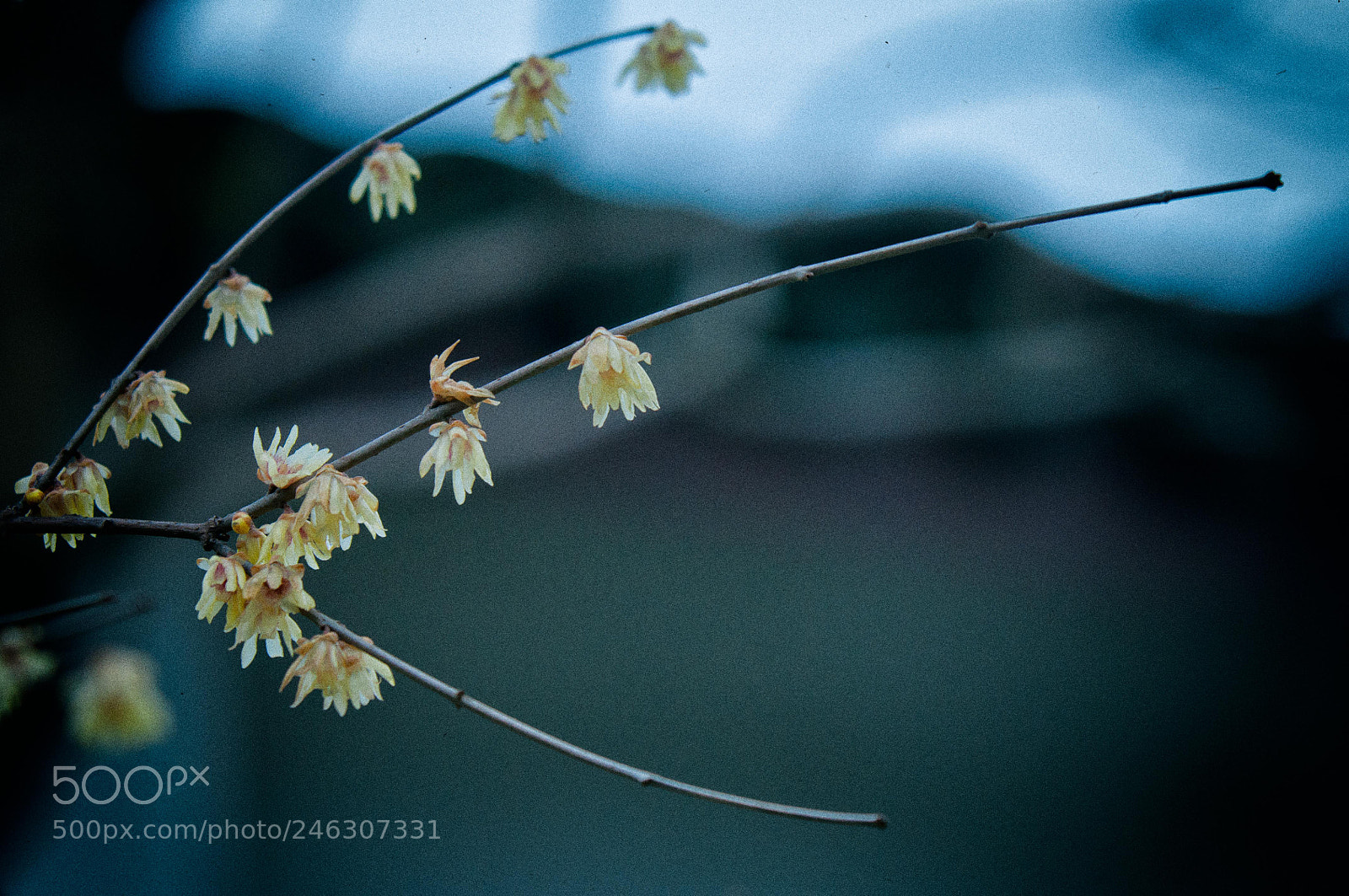 Nikon D300S sample photo. White plum photography