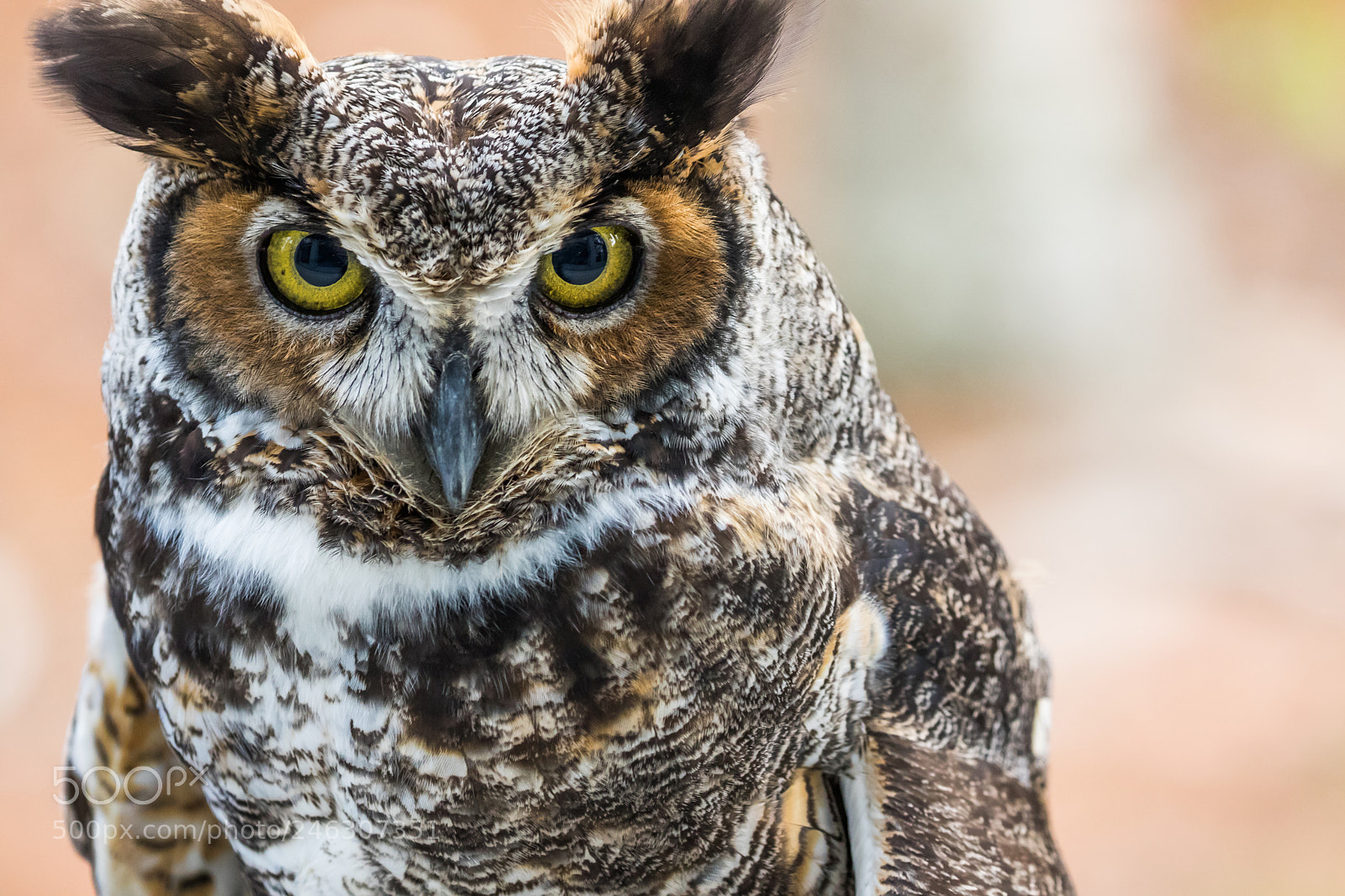 Canon EOS 7D Mark II sample photo. Big eyes look ! photography