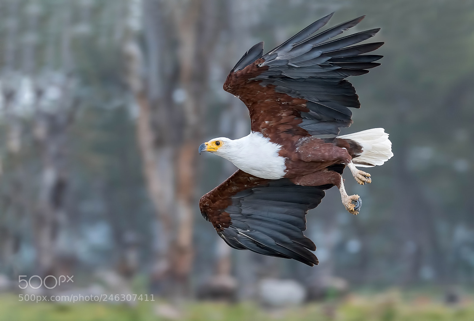 Nikon D500 sample photo. African fish eagle photography