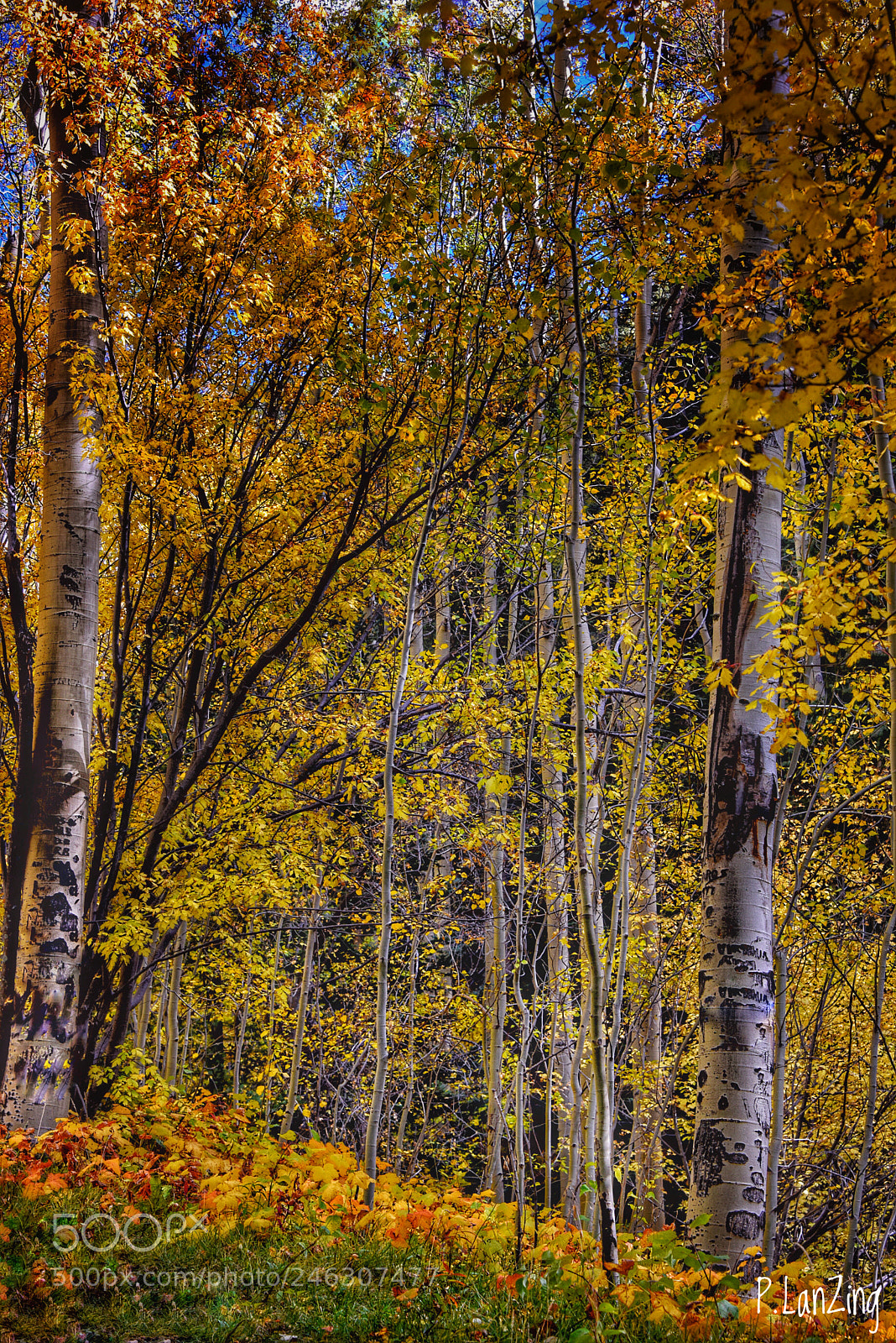 Nikon D810 sample photo. Aspen in autumn photography