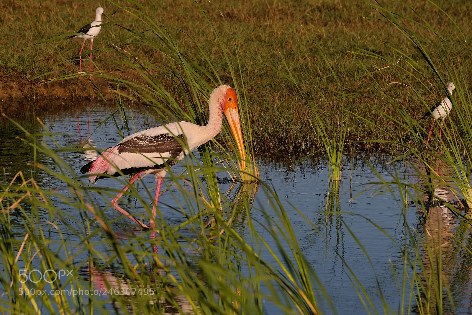 Fujifilm X-Pro2 sample photo. Painted stork photography