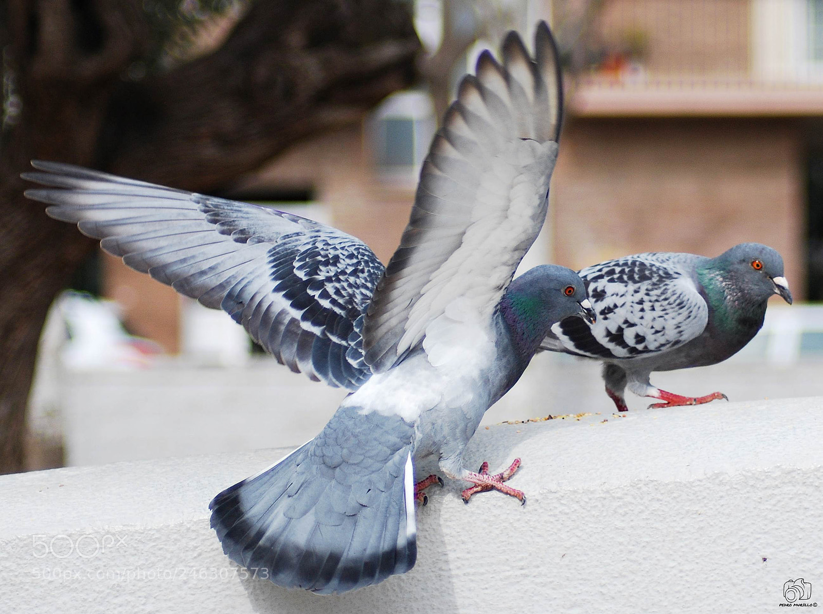 Nikon D60 sample photo. Untitled photography