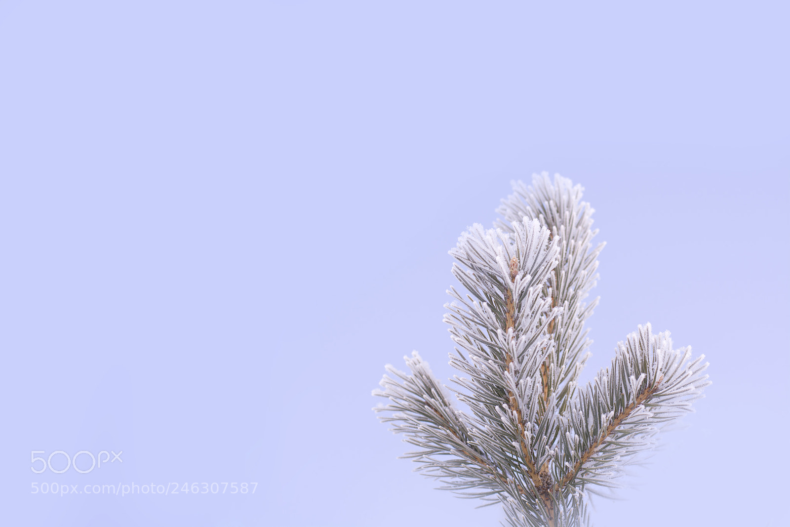 Nikon D5200 sample photo. реррер photography