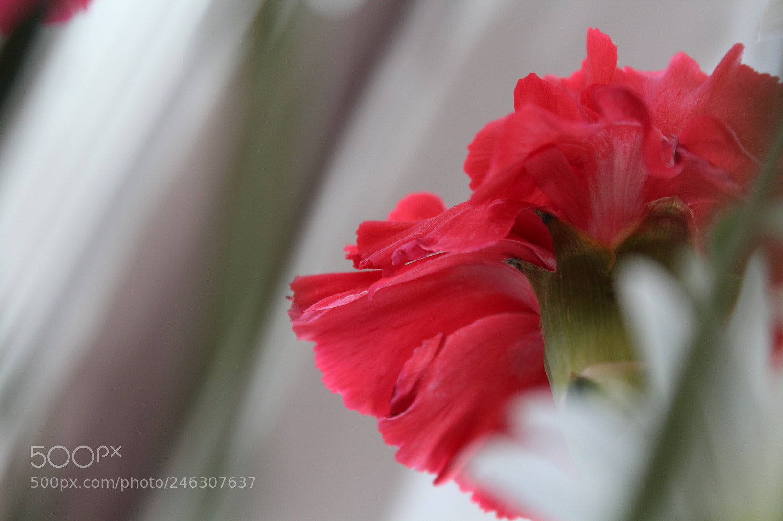 Canon EOS 1300D (EOS Rebel T6 / EOS Kiss X80) sample photo. Abstract flowers photography