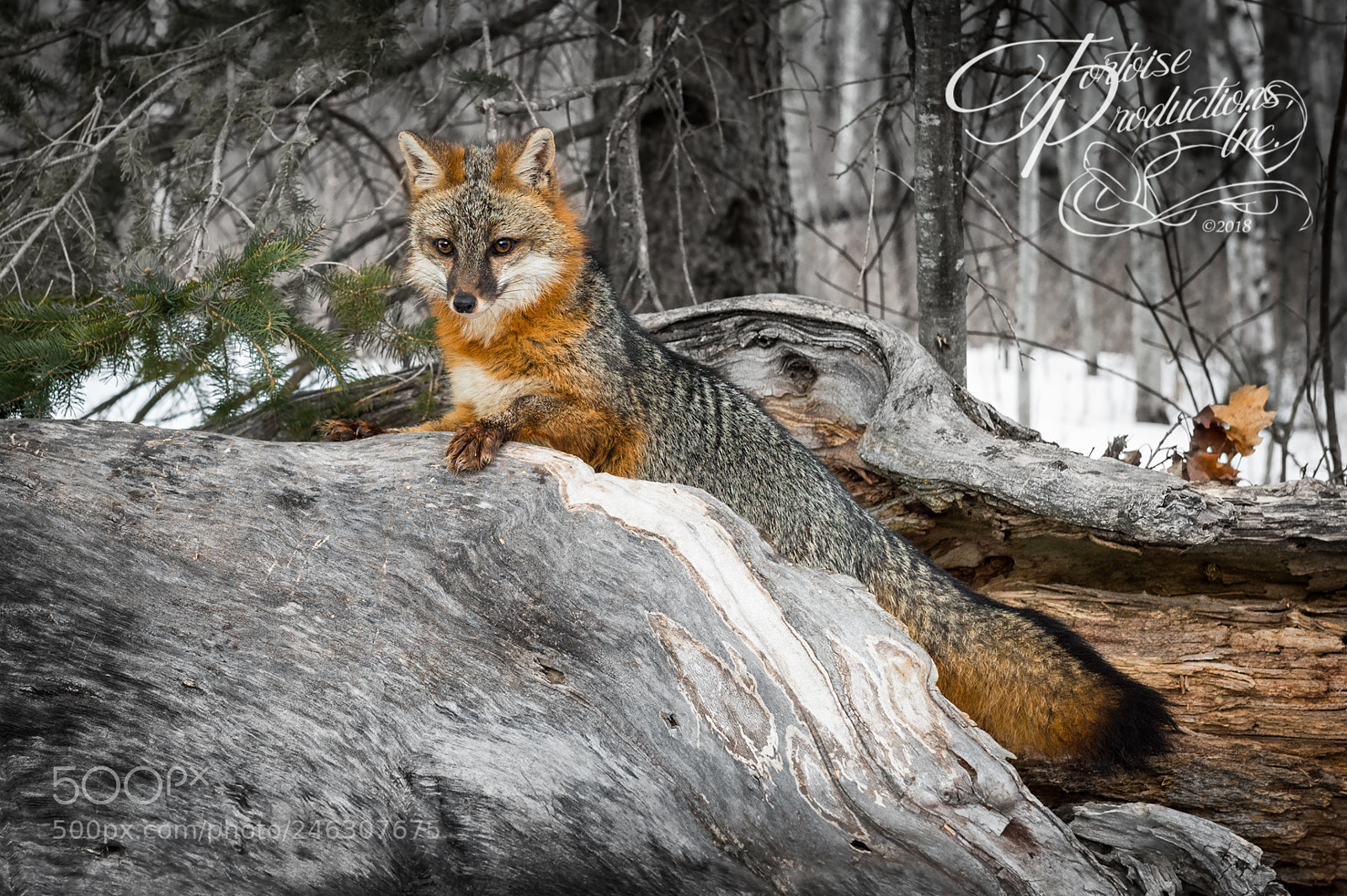 Nikon D4S sample photo. Strike a pose photography