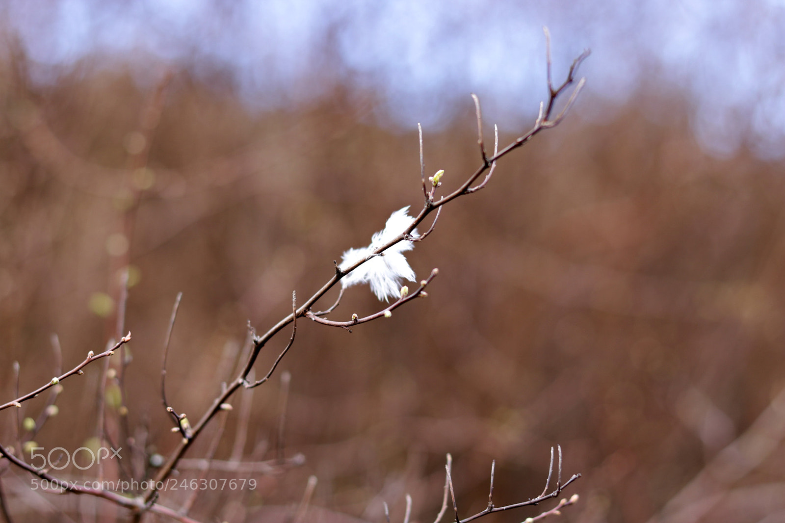 Canon EOS 750D (EOS Rebel T6i / EOS Kiss X8i) + Canon EF 50mm F1.8 STM sample photo. Bloom photography