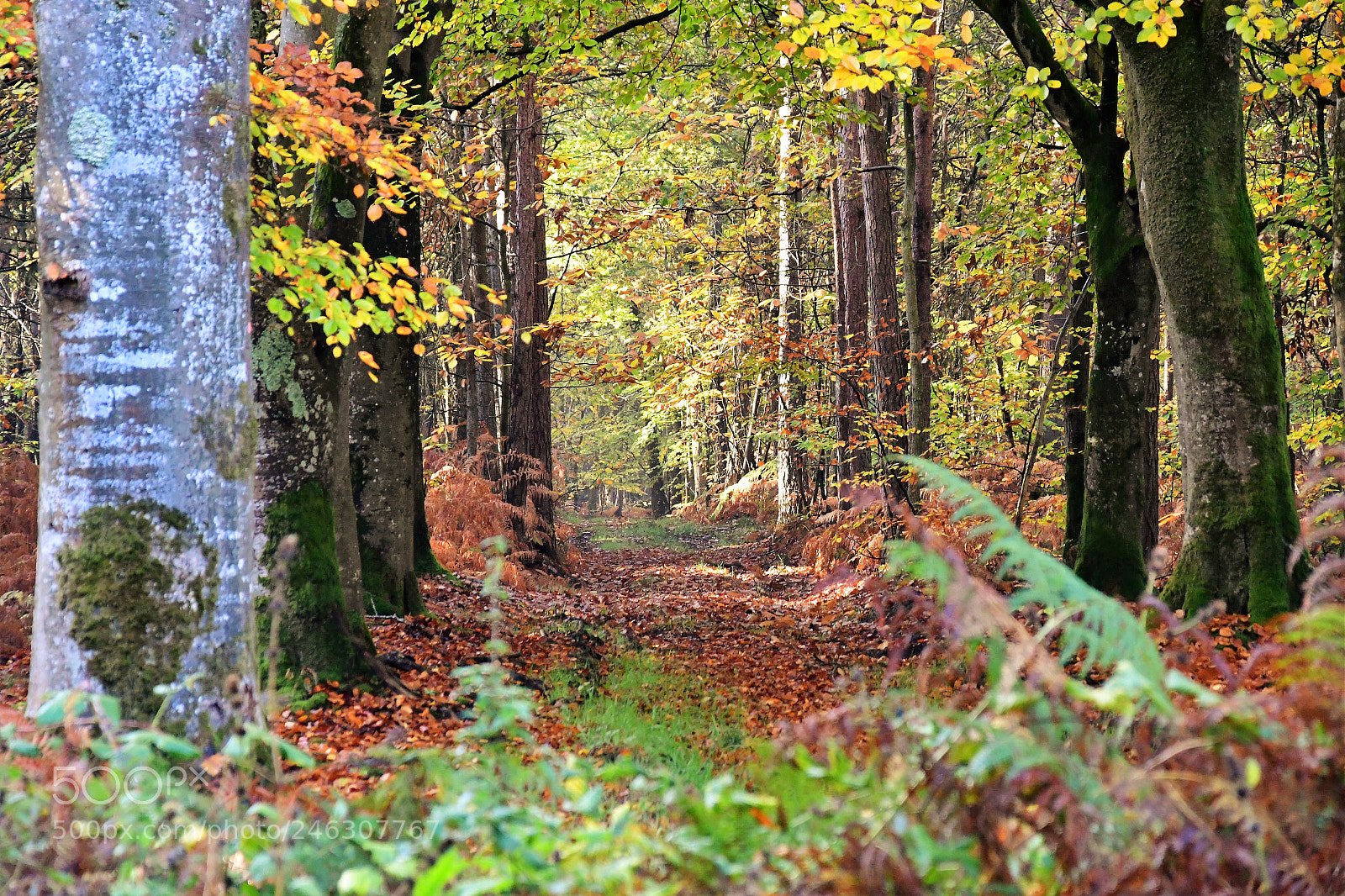 Nikon D7500 sample photo. Caorches sous bois photography