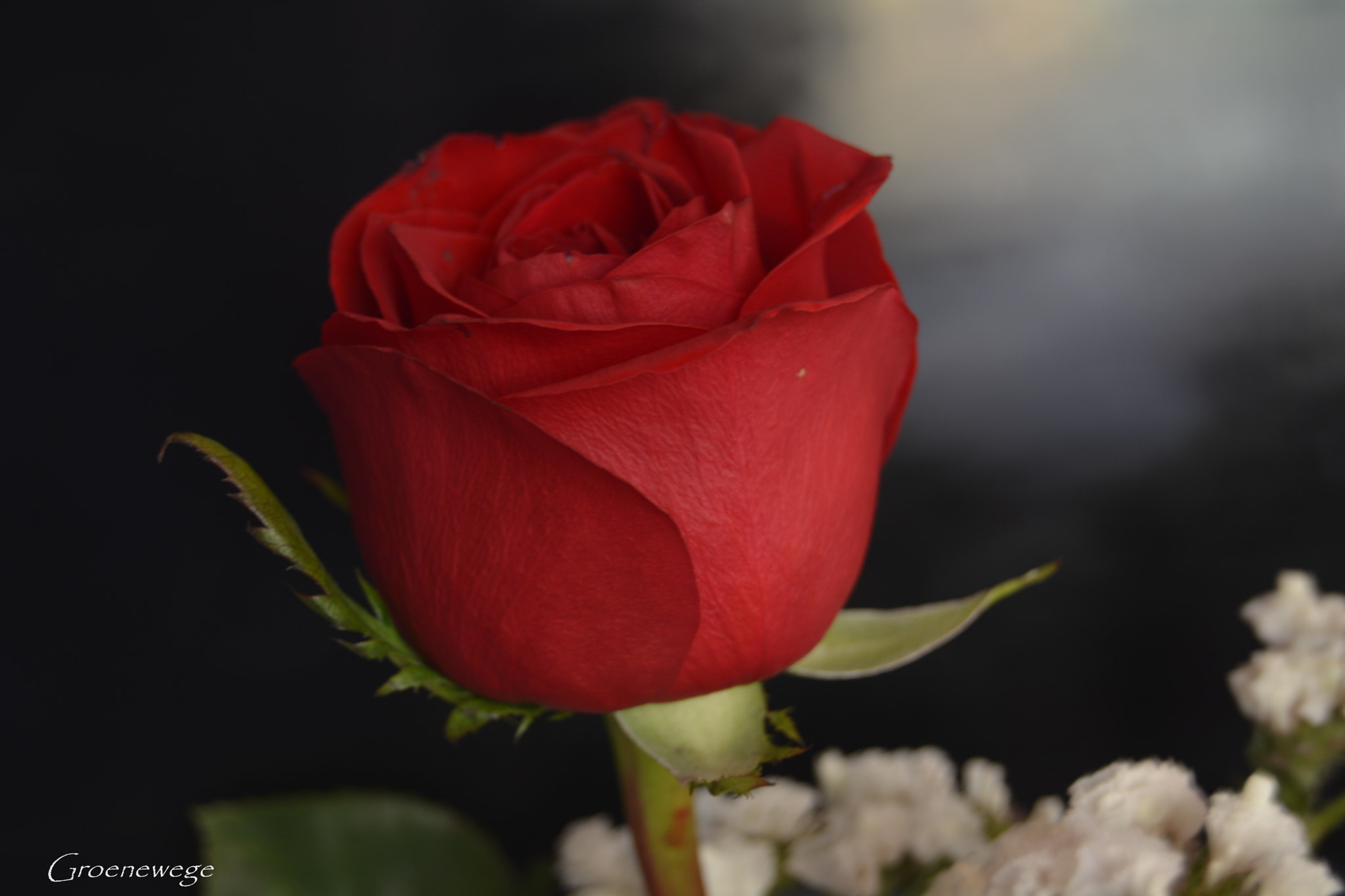Nikon D7100 sample photo. E photography