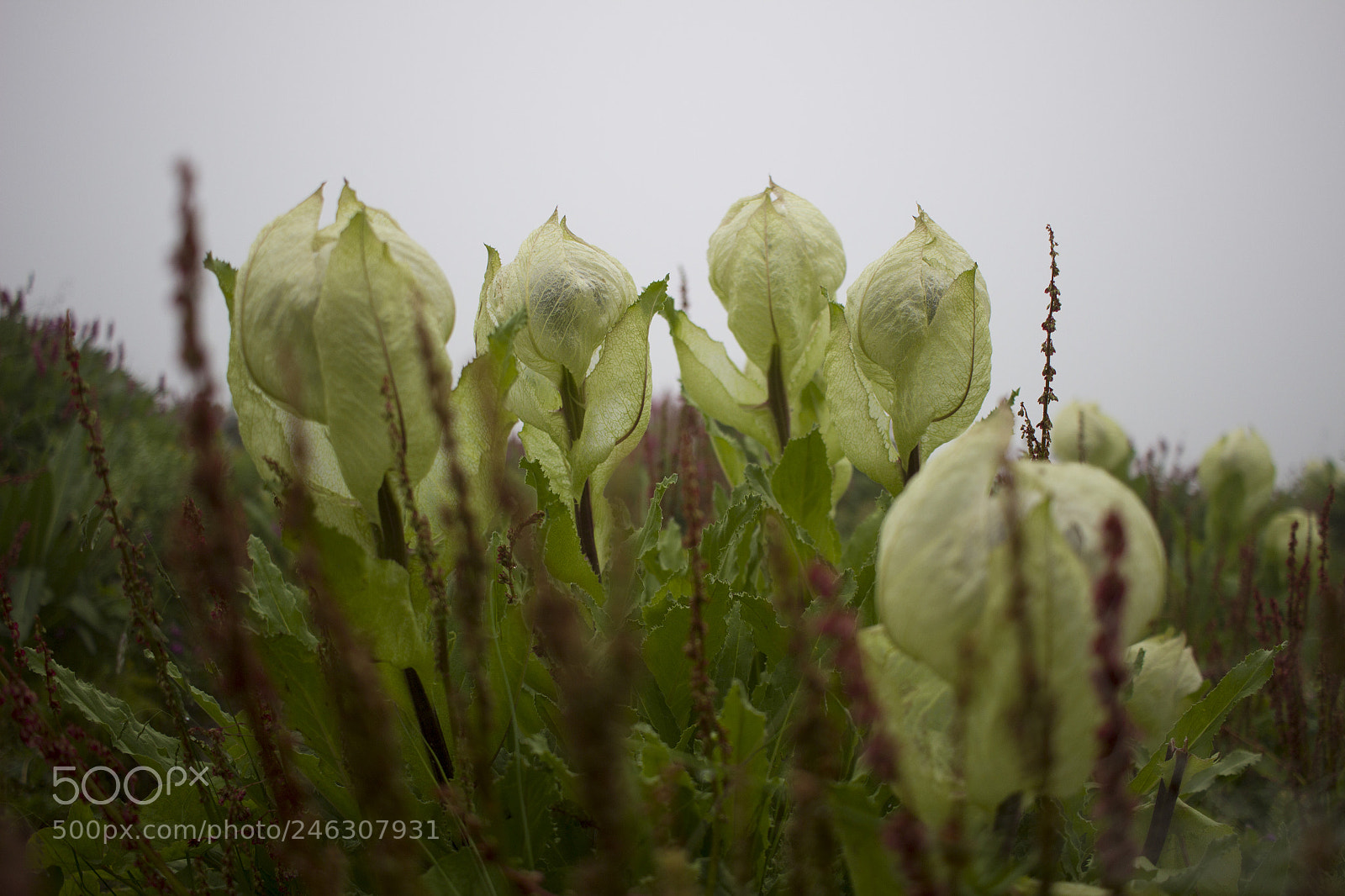 Canon EOS 600D (Rebel EOS T3i / EOS Kiss X5) sample photo. Braham kamal photography