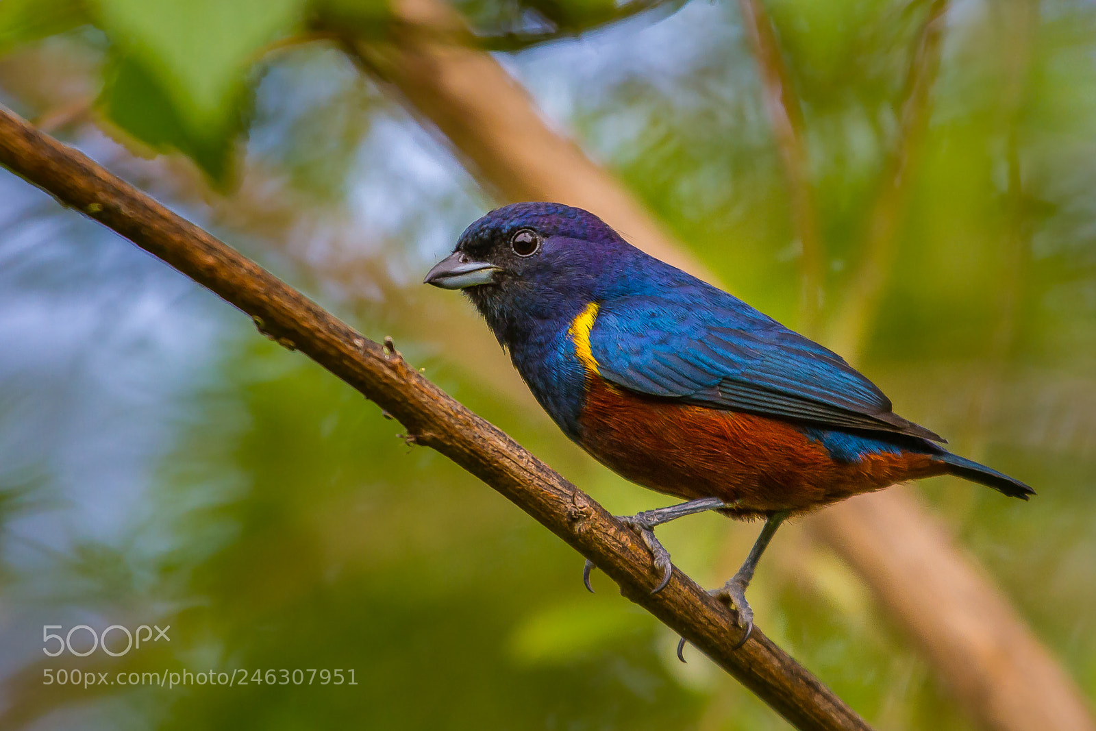 Canon EOS 7D sample photo. Chestnut-bellied euphonia photography