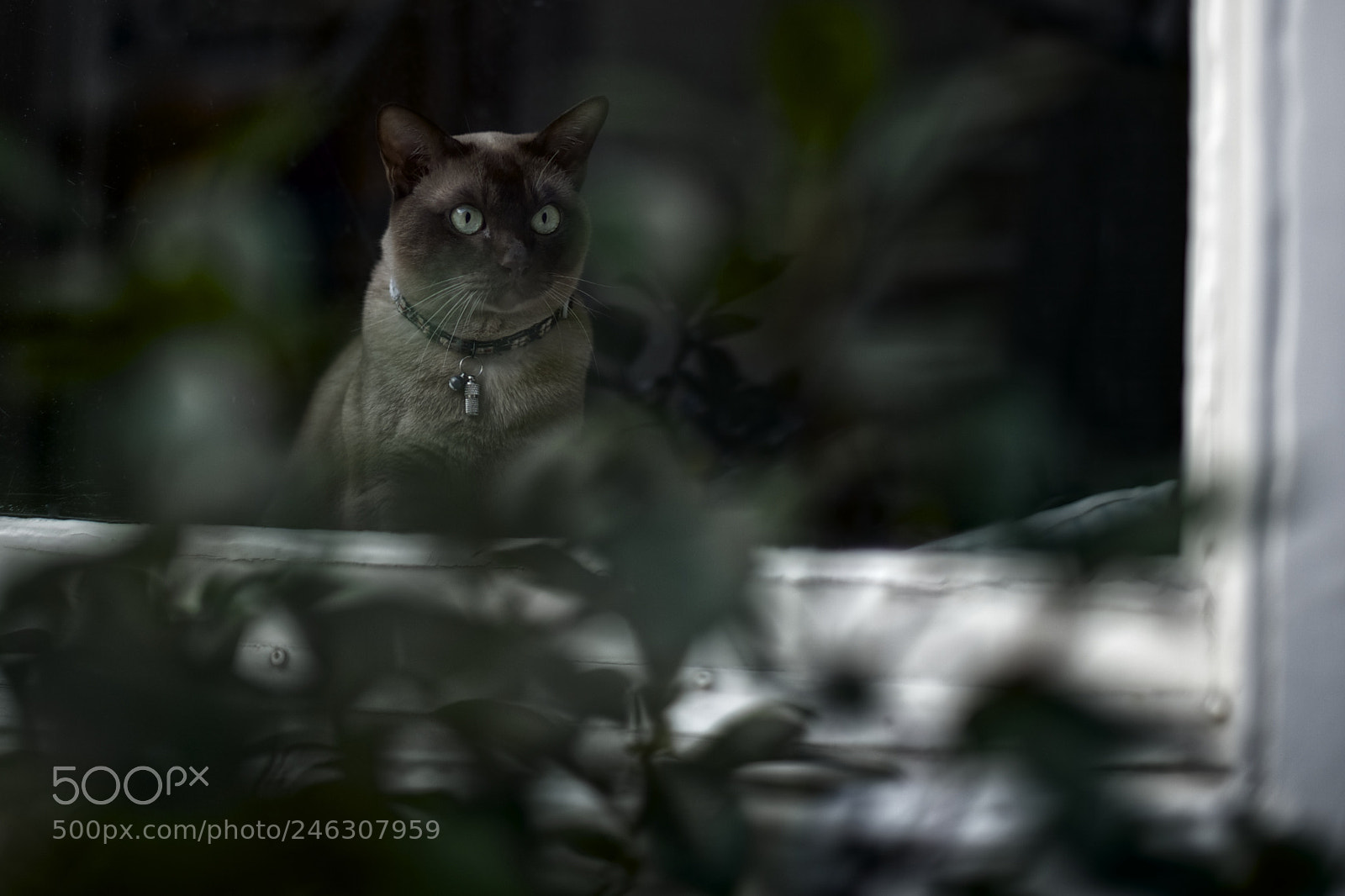 Nikon Df sample photo. Untitled photography