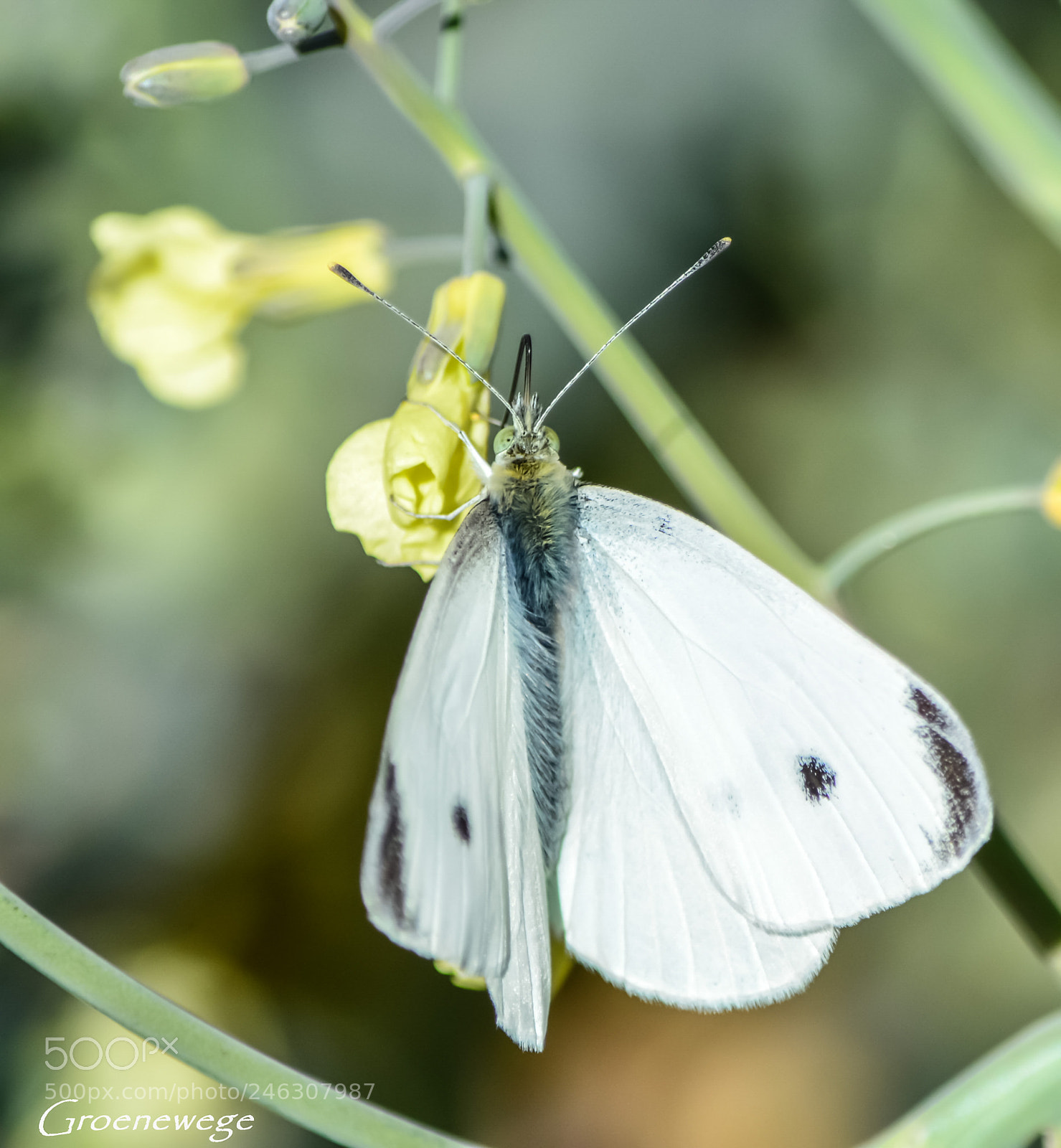 Nikon D7100 sample photo. E photography