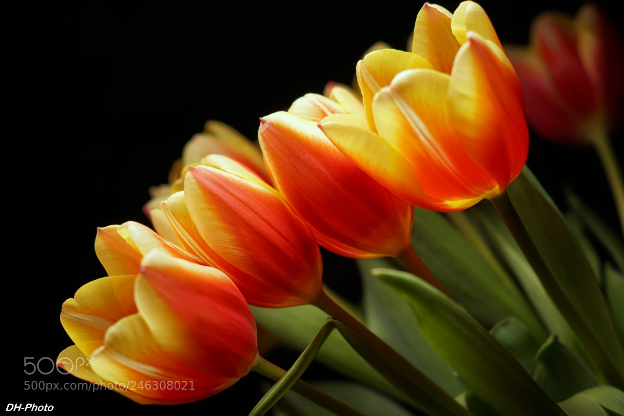 Sony ILCA-77M2 sample photo. Luminous tulips_08 photography