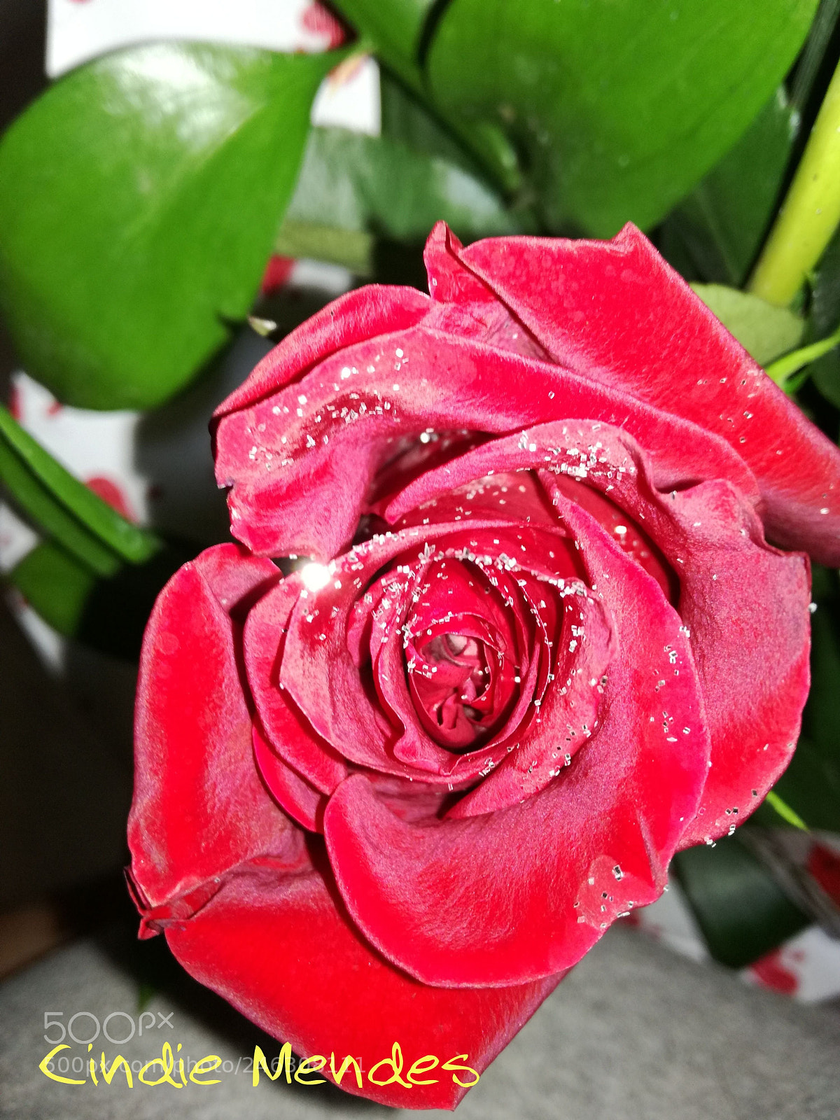 HUAWEI P9 LITE sample photo. Rosa photography